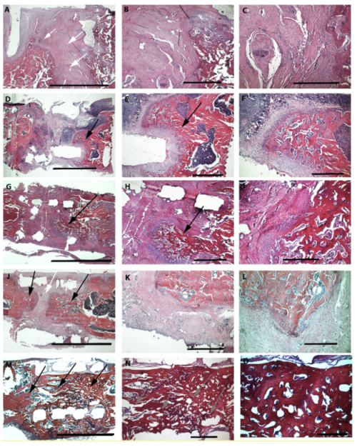 Ijms 21 02175 g005 Ijms 21 02175 g005