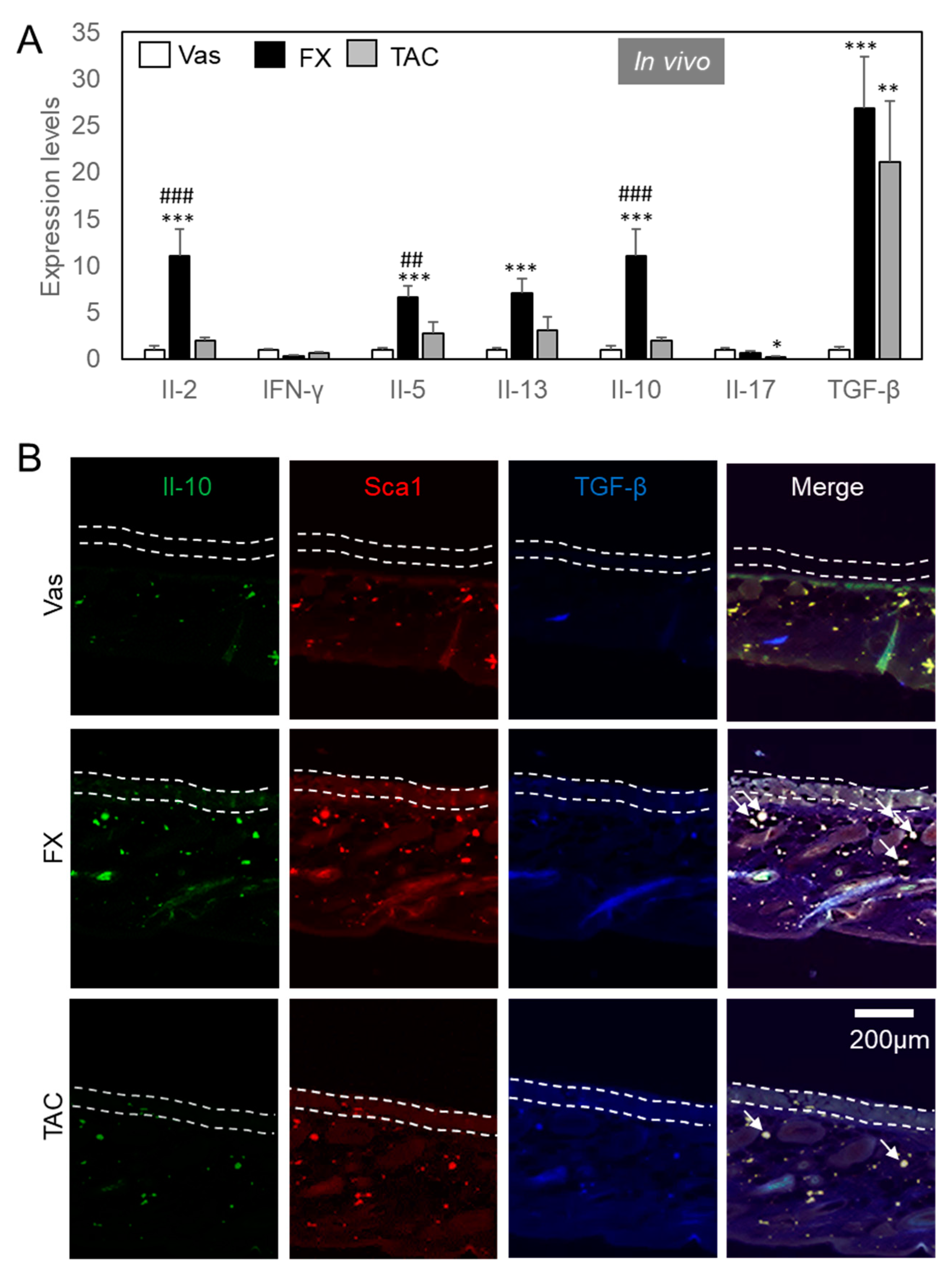 Ijms 21 02180 g004 Ijms 21 02180 g004