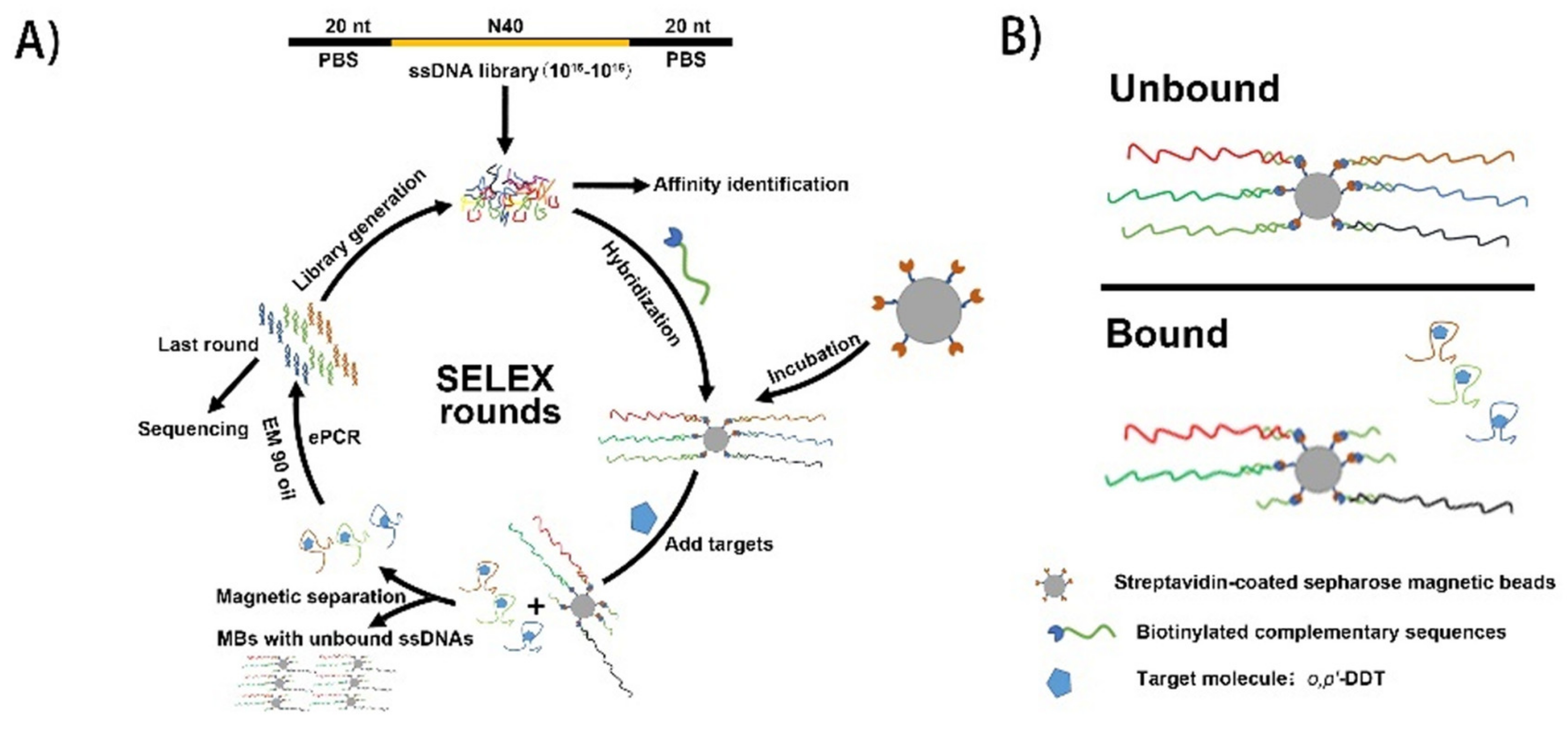 Ijms 21 02211 g001 Ijms 21 02211 g001