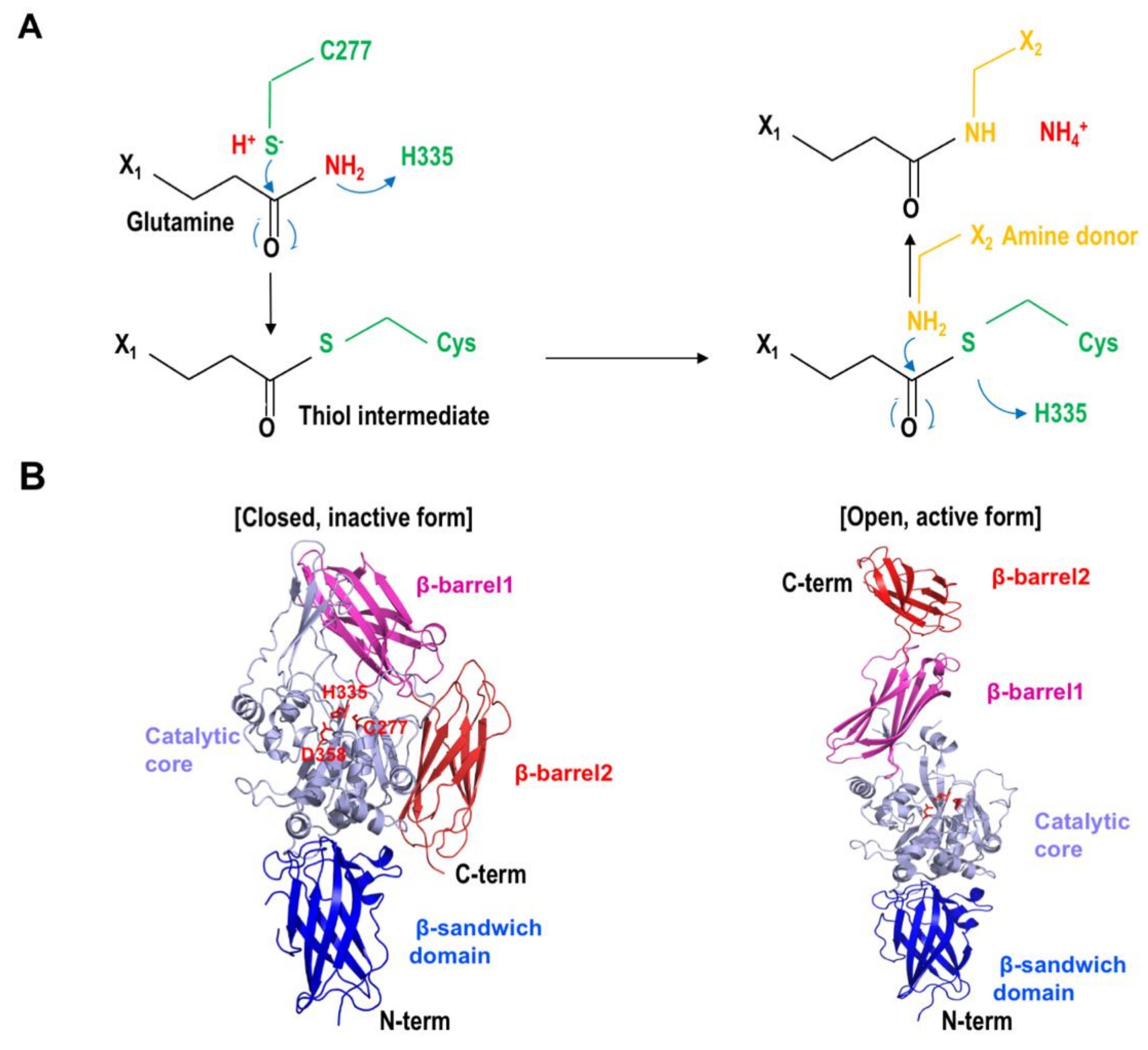 Ijms 21 02225 g001 Ijms 21 02225 g001