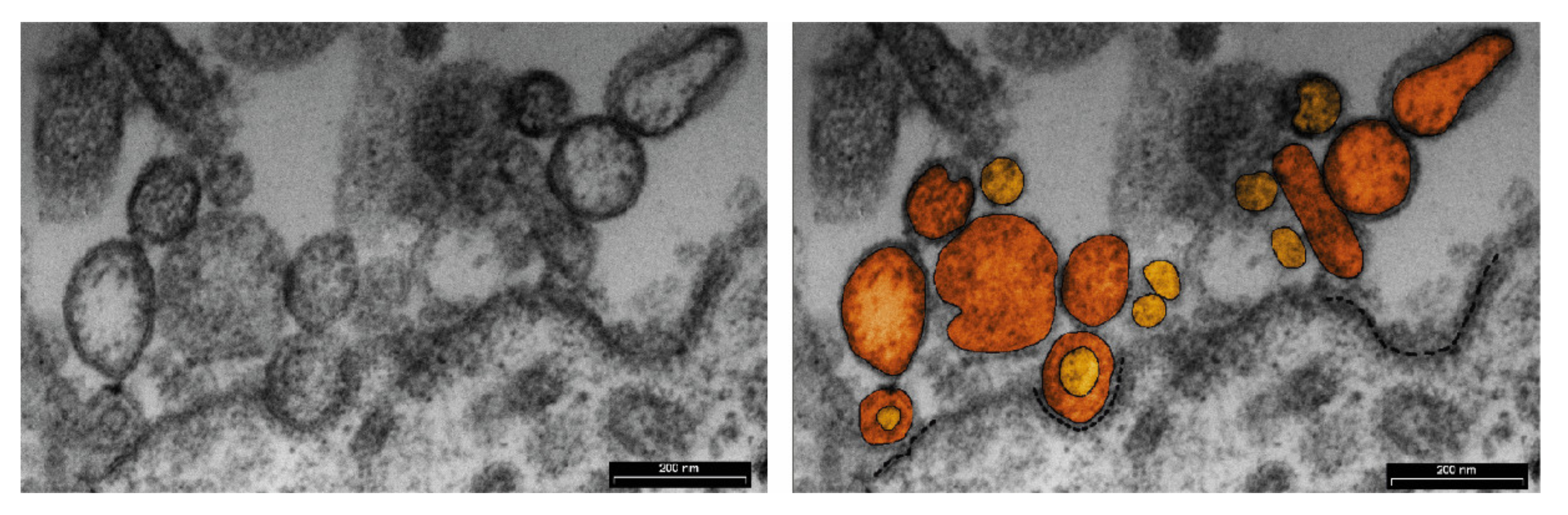 Ijms 21 02229 g001 Ijms 21 02229 g001