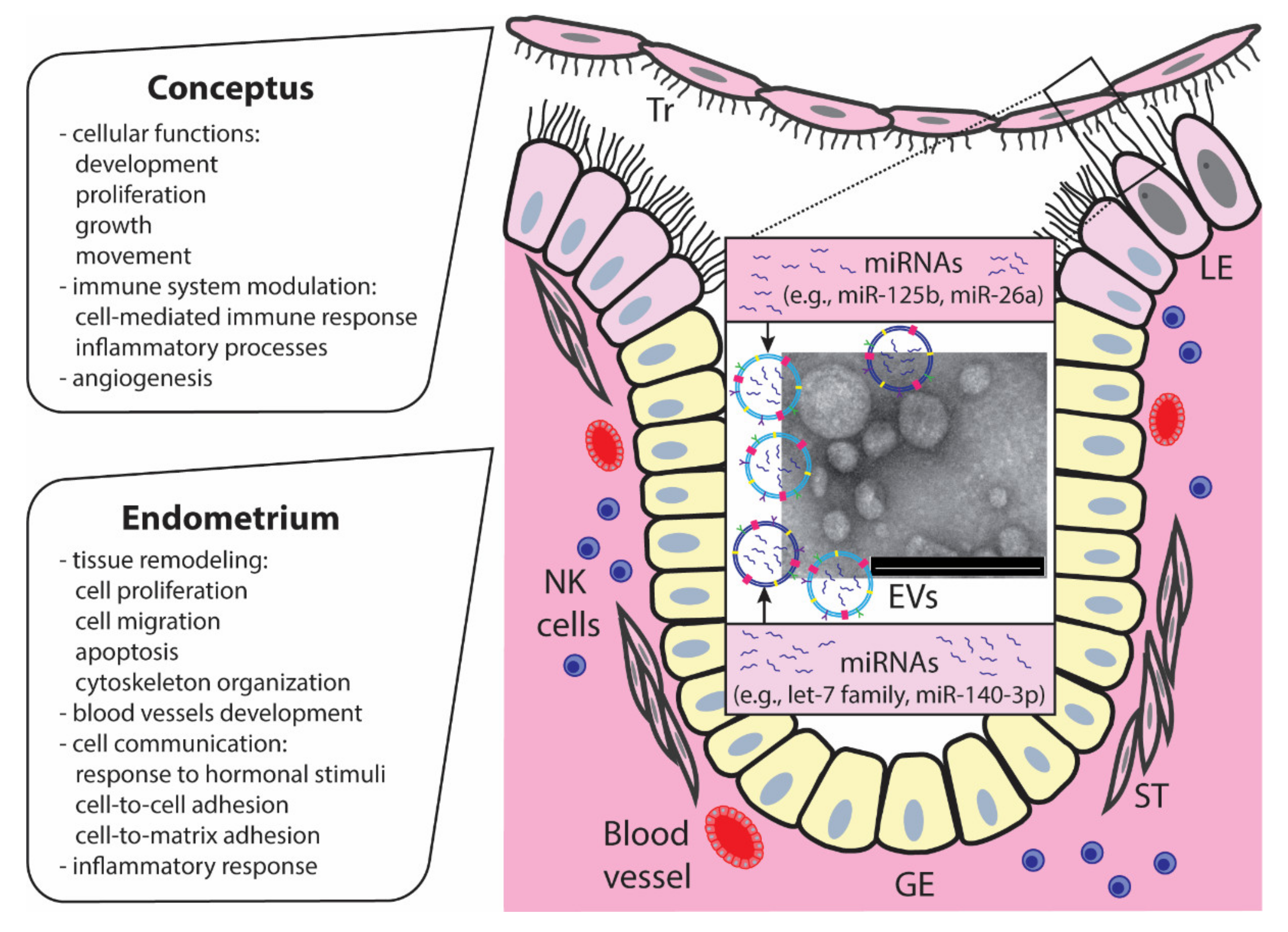 Ijms 21 02229 g003 Ijms 21 02229 g003
