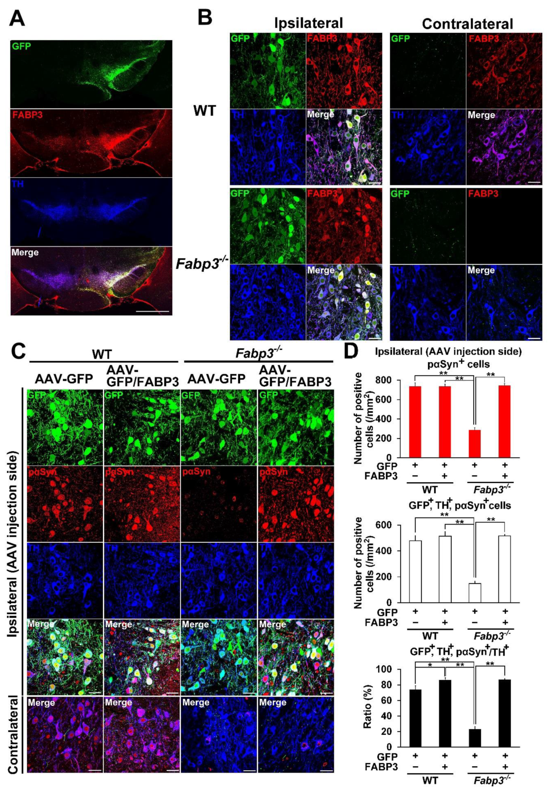 Ijms 21 02230 g002 Ijms 21 02230 g002