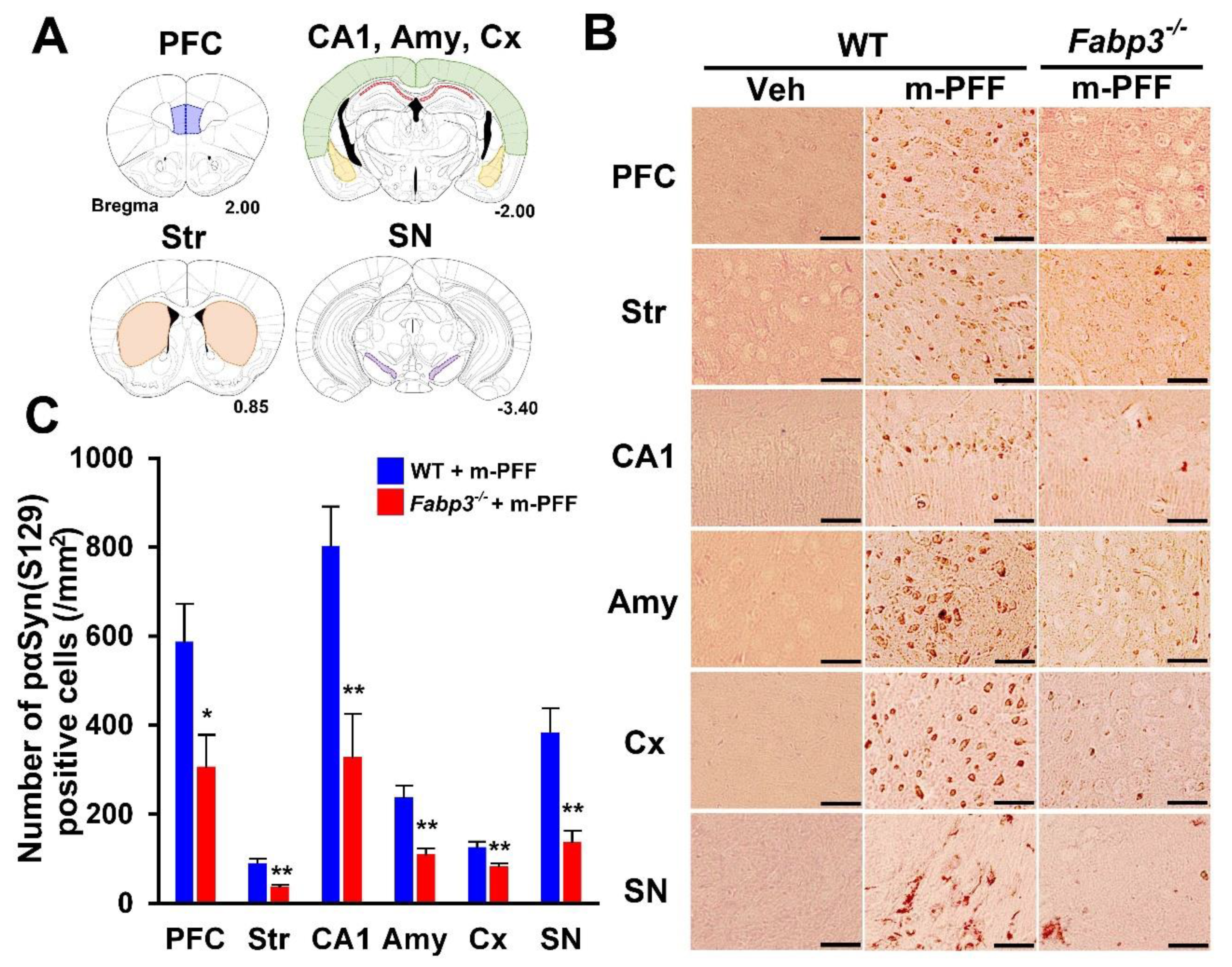 Ijms 21 02230 g003 Ijms 21 02230 g003