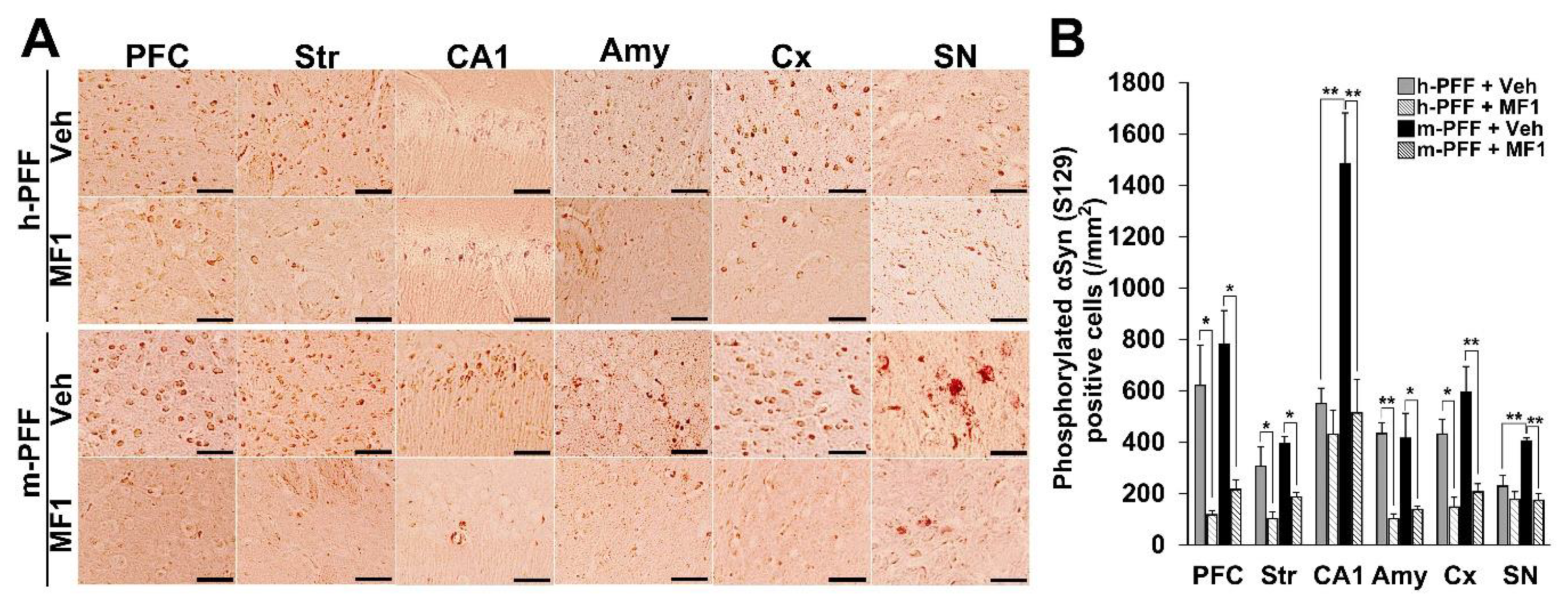 Ijms 21 02230 g005 Ijms 21 02230 g005