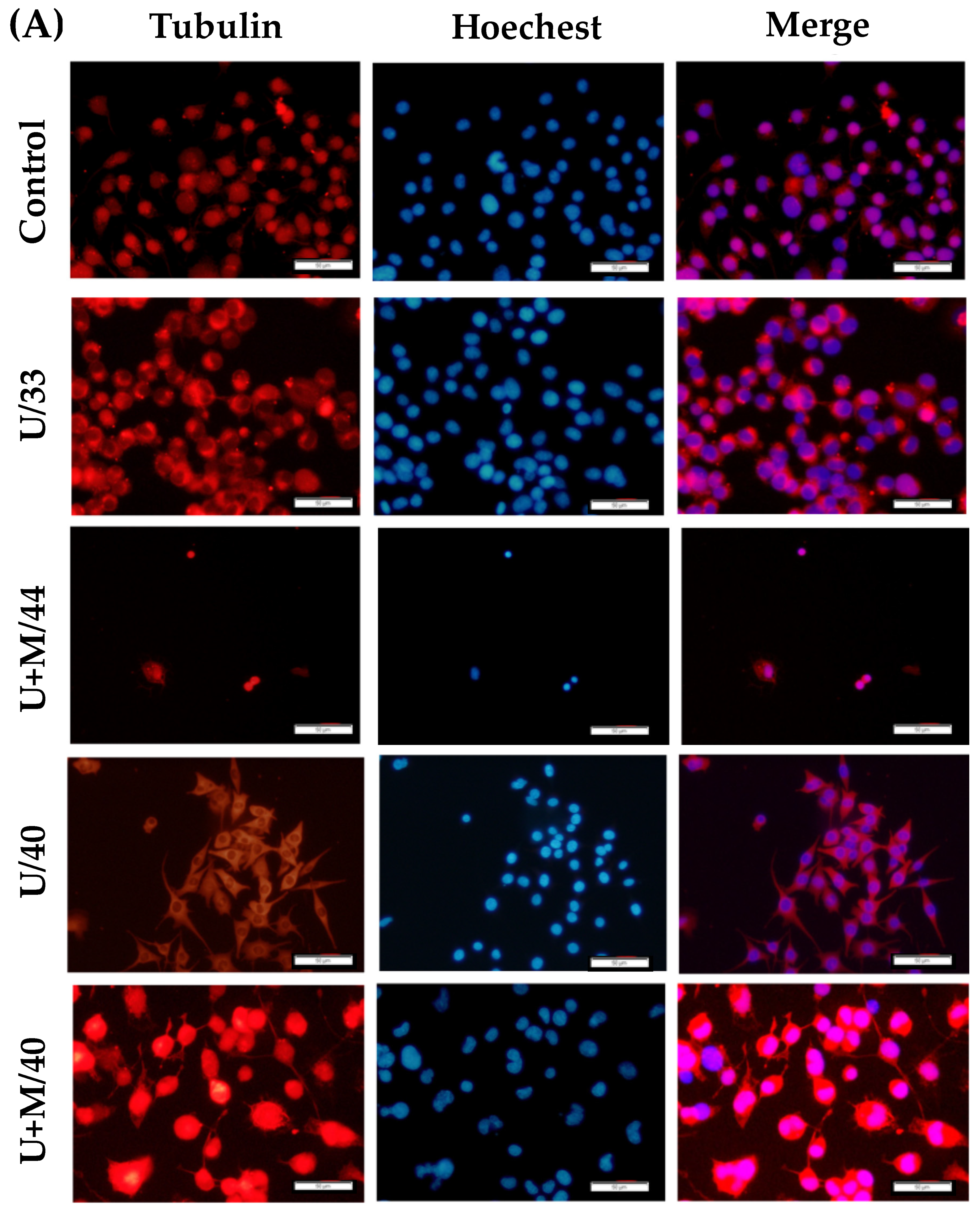 Ijms 21 02236 g005a Ijms 21 02236 g005a