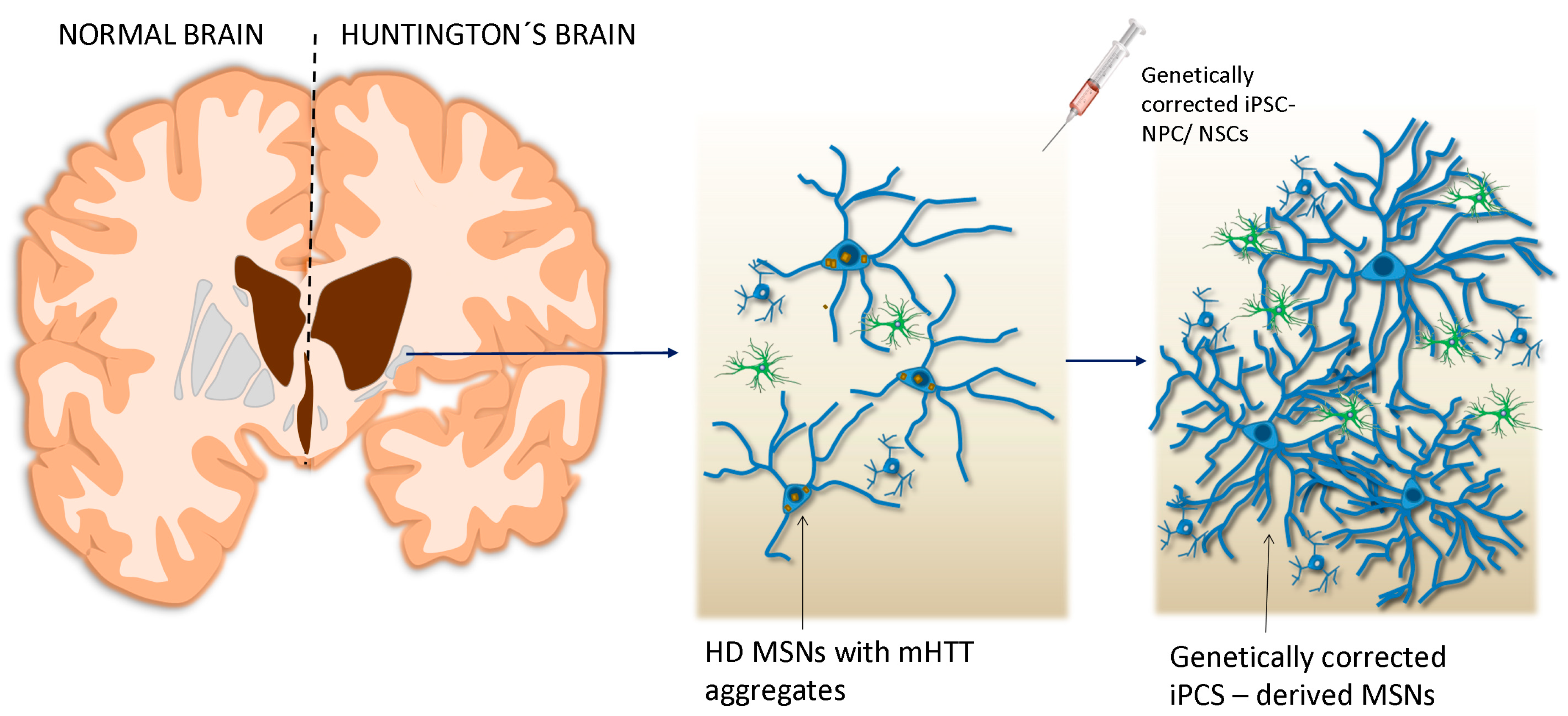 Ijms 21 02239 g001 Ijms 21 02239 g001