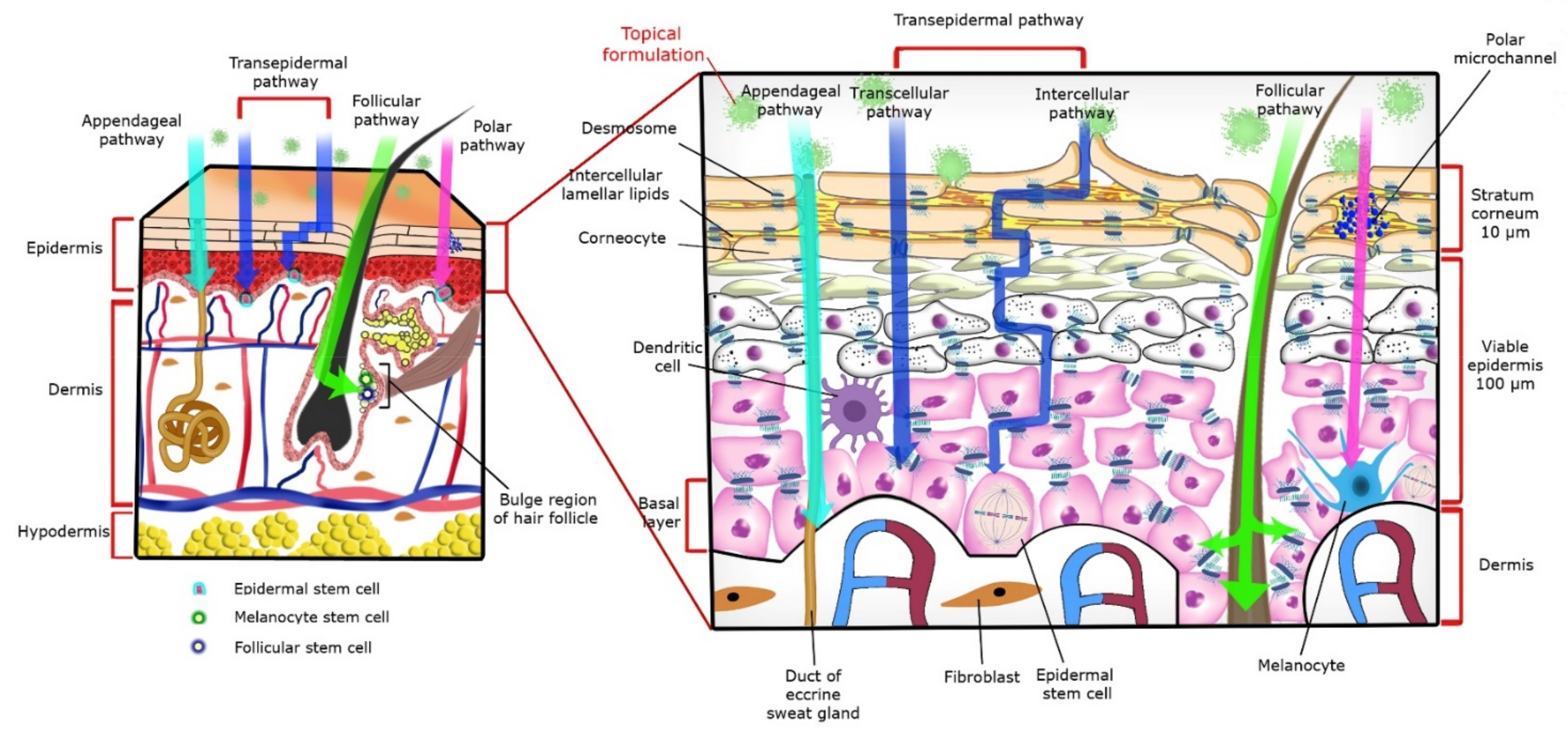 Ijms 21 02251 g001 Ijms 21 02251 g001
