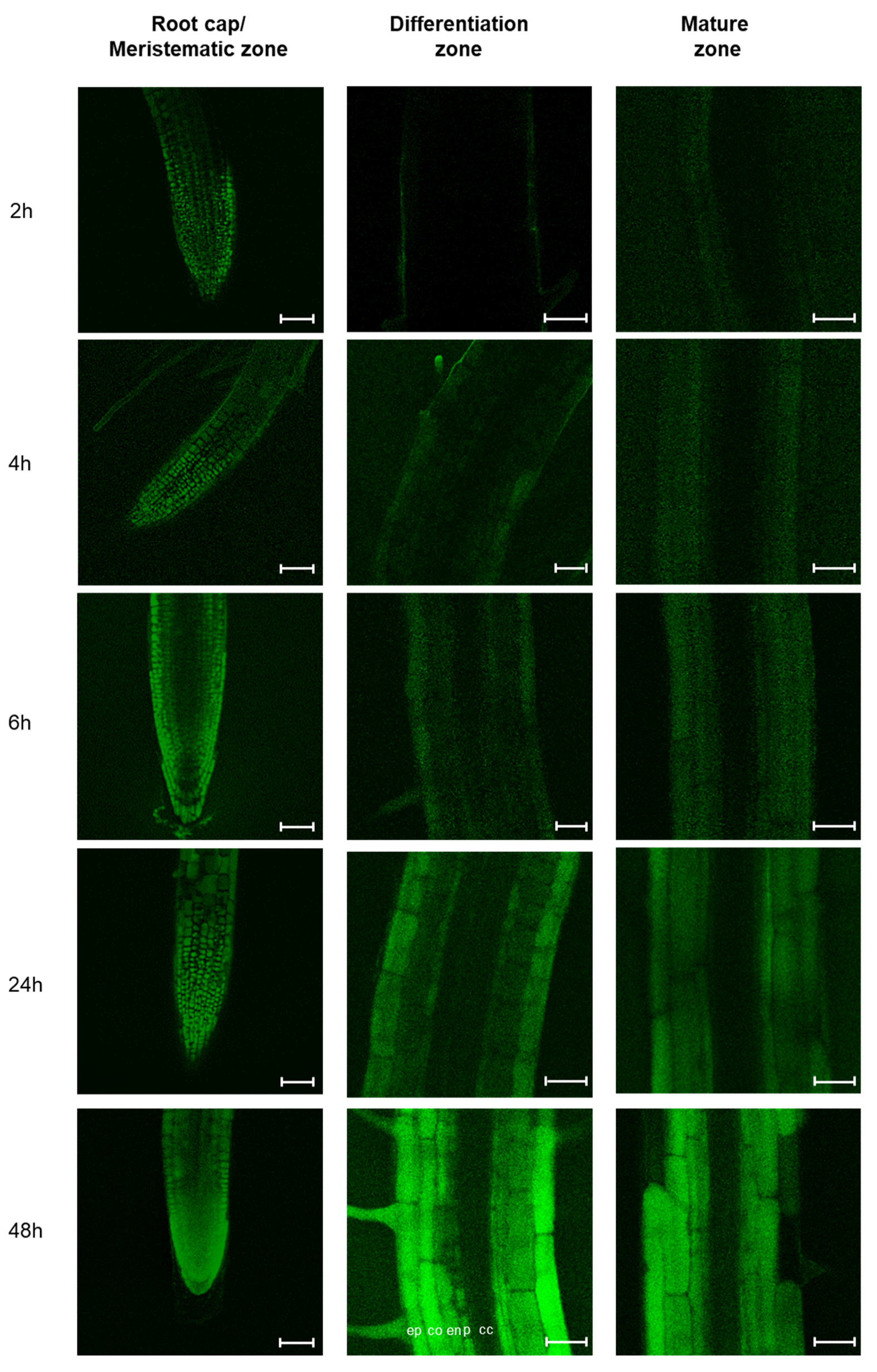 Ijms 21 02266 g004 Ijms 21 02266 g004
