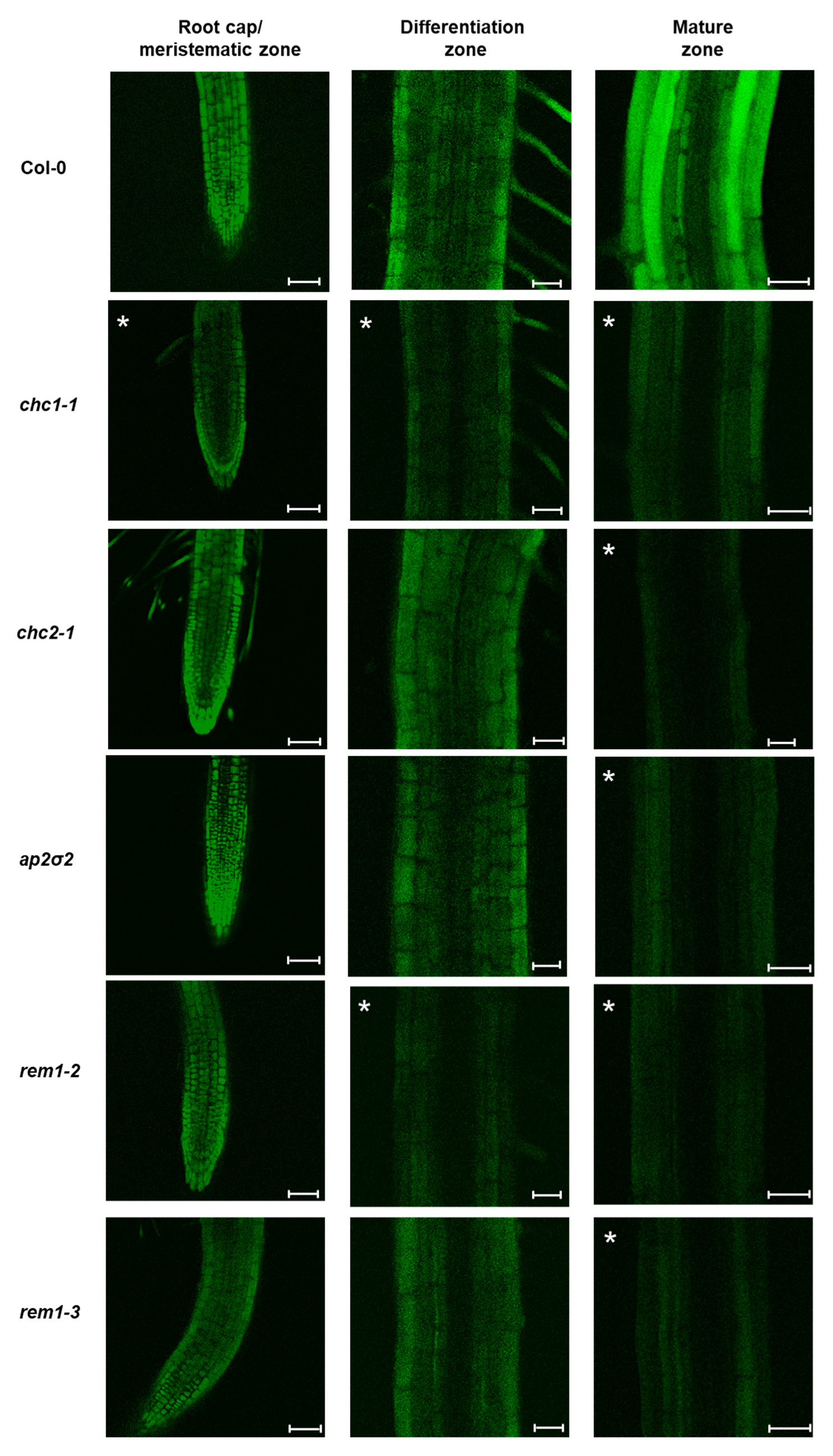 Ijms 21 02266 g005 Ijms 21 02266 g005