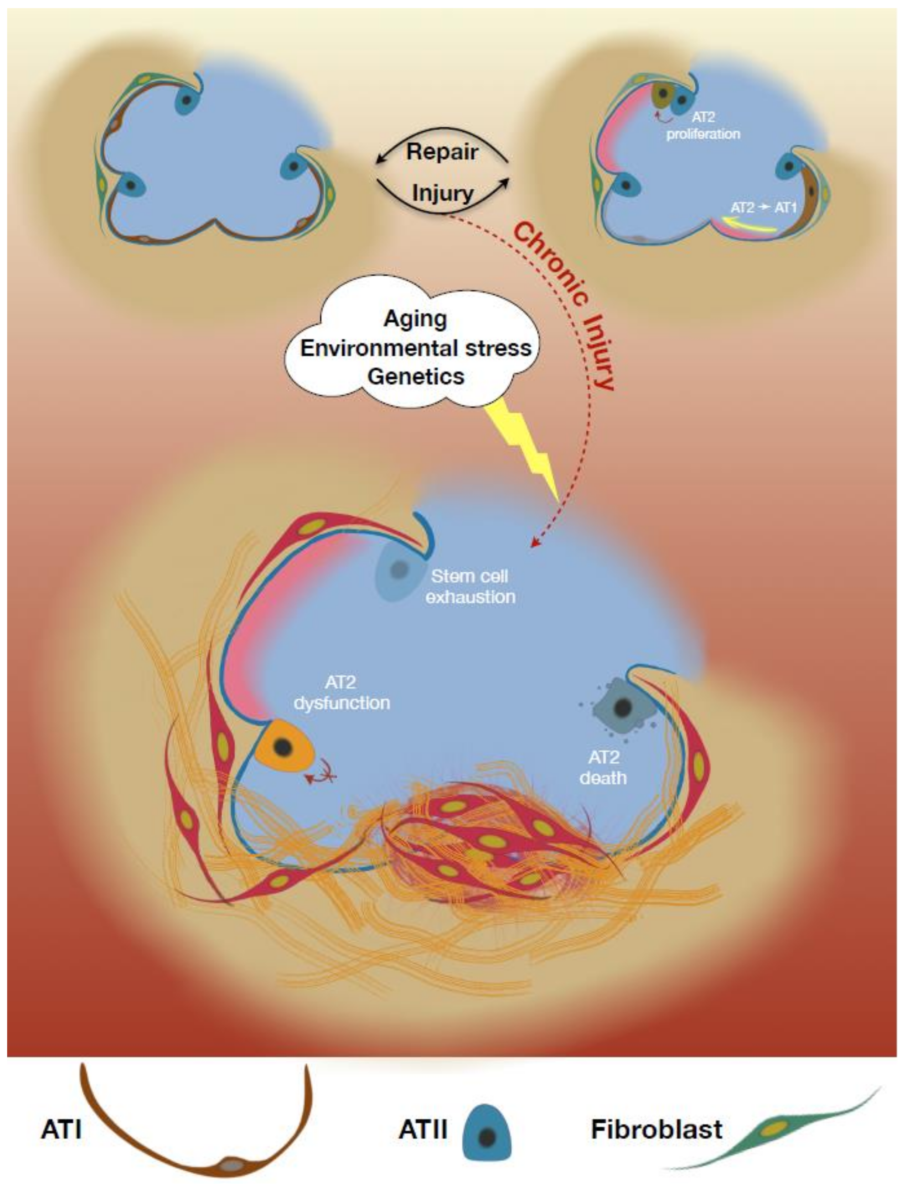 Ijms 21 02269 g001 Ijms 21 02269 g001
