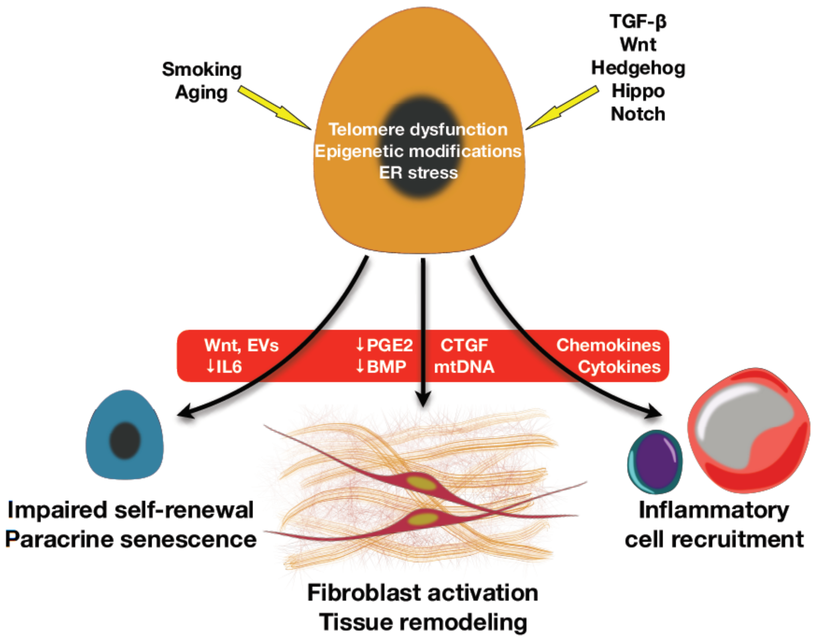 Ijms 21 02269 g002 Ijms 21 02269 g002