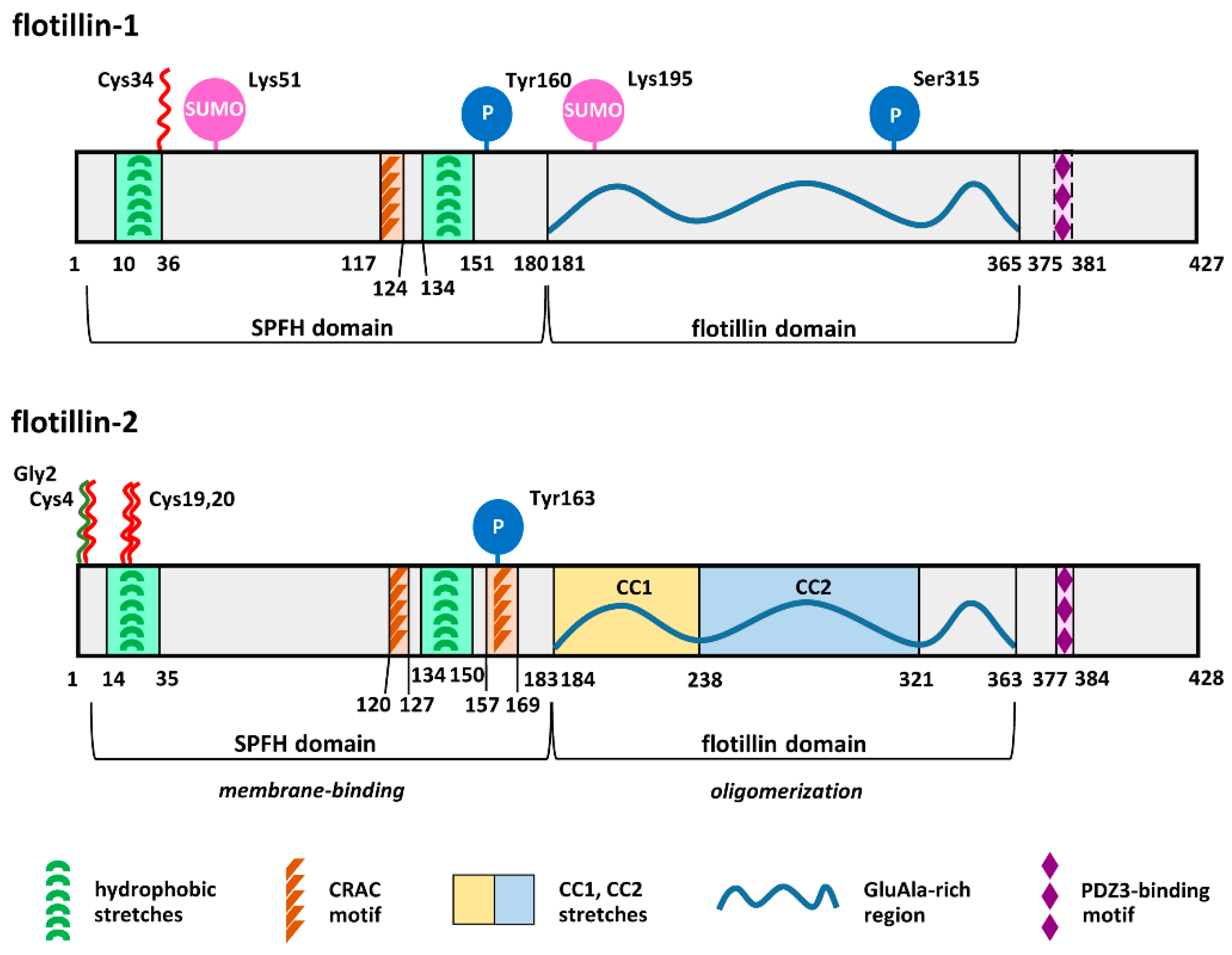 Ijms 21 02283 g001 Ijms 21 02283 g001