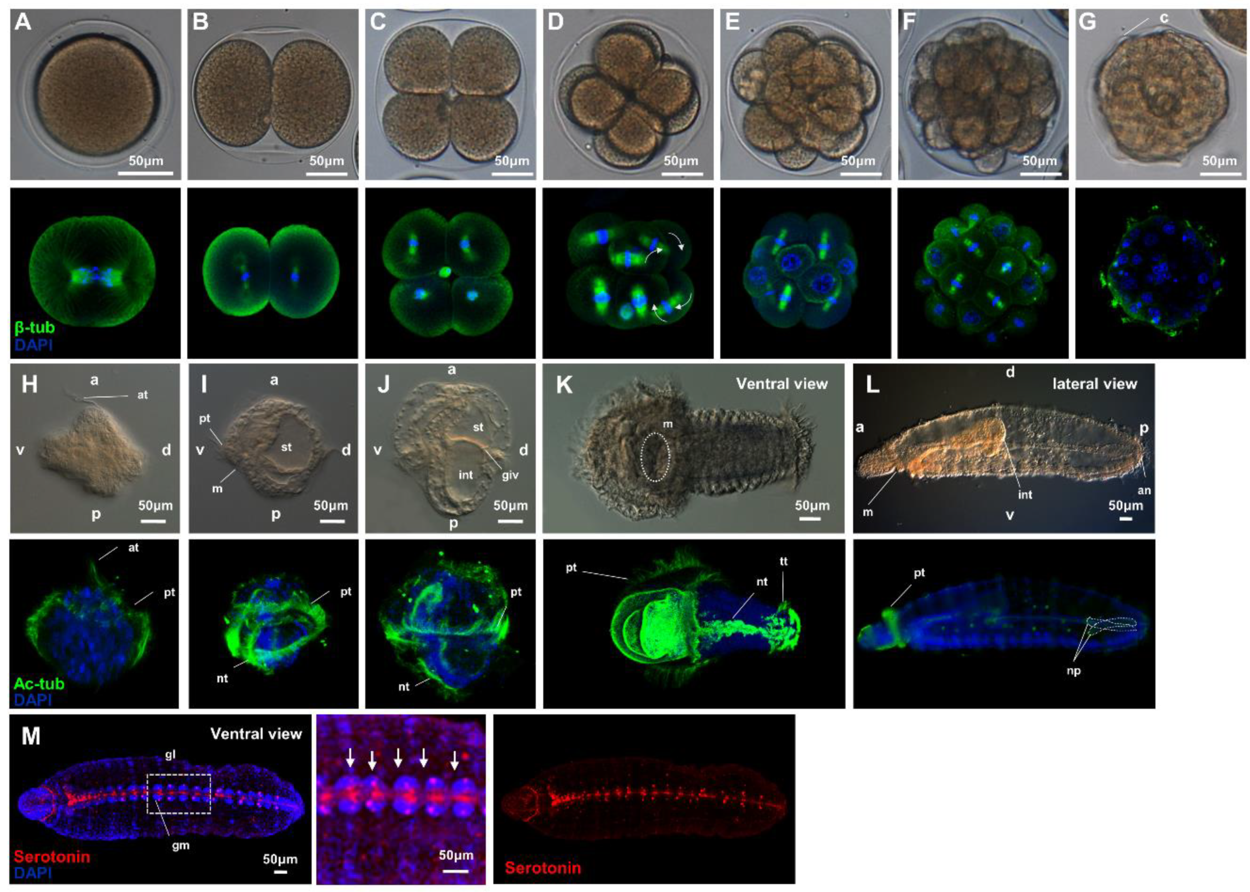 Ijms 21 02306 g001 Ijms 21 02306 g001