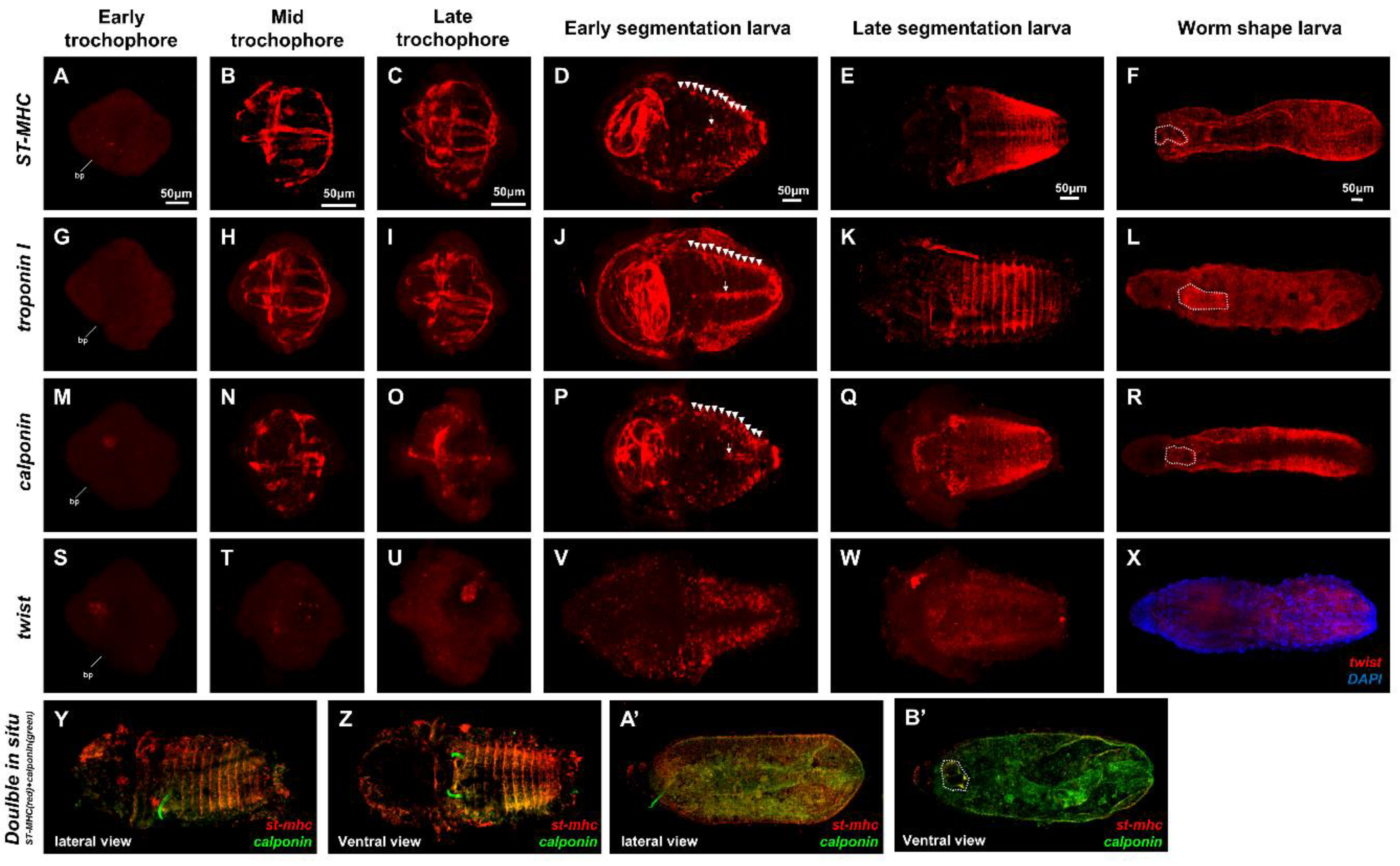 Ijms 21 02306 g003 Ijms 21 02306 g003
