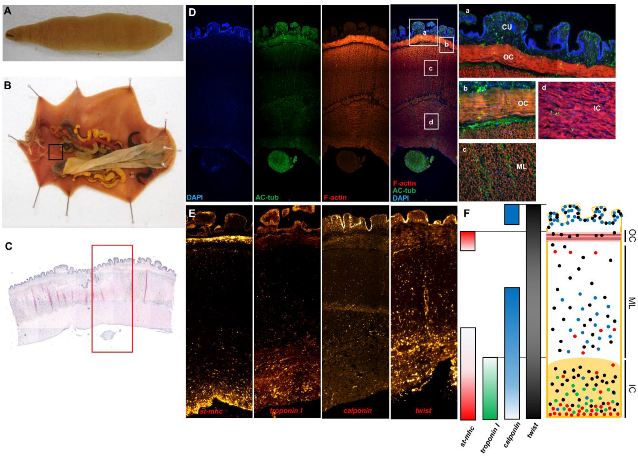 Ijms 21 02306 g004 Ijms 21 02306 g004