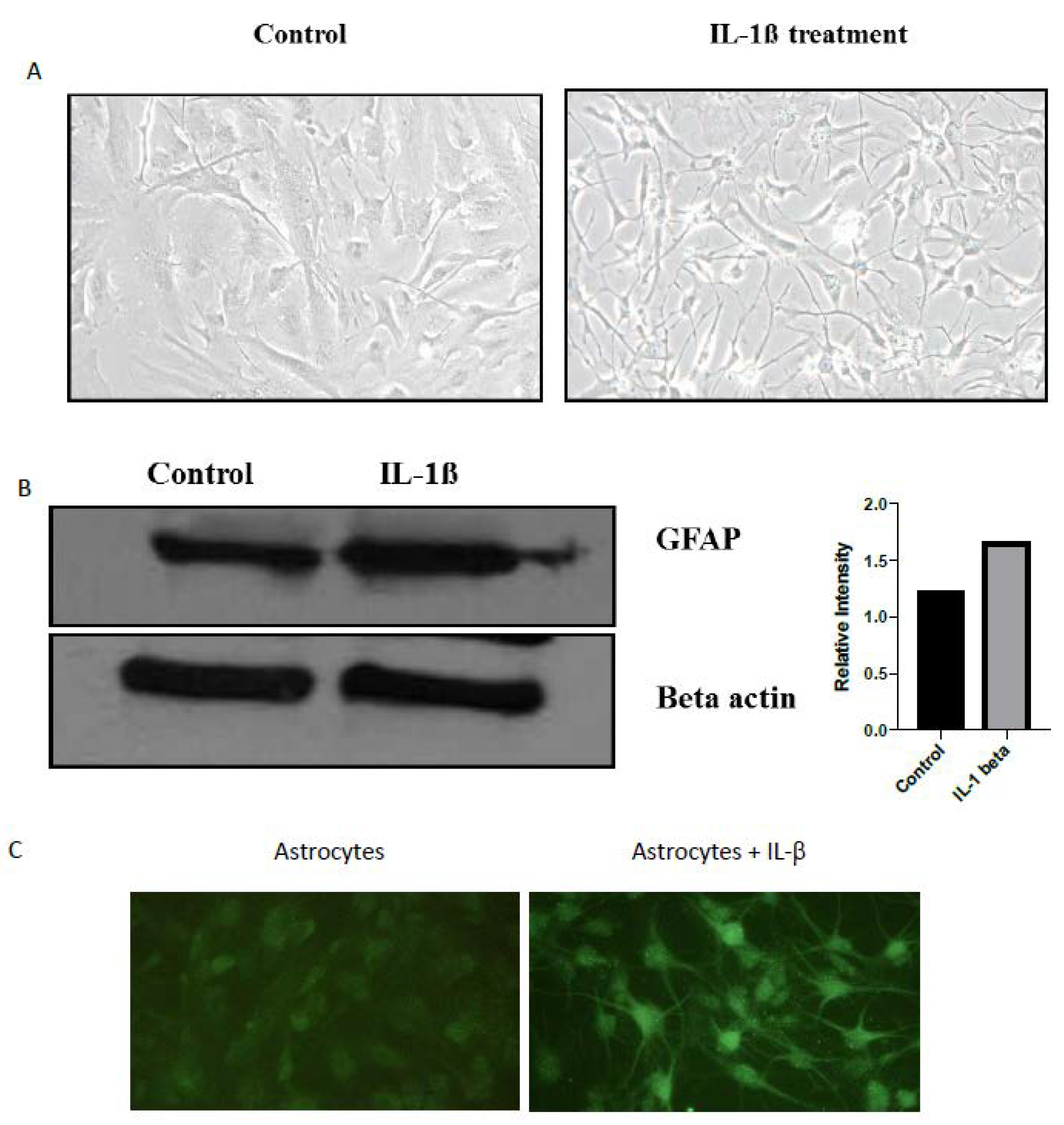 Ijms 21 02312 g001 Ijms 21 02312 g001