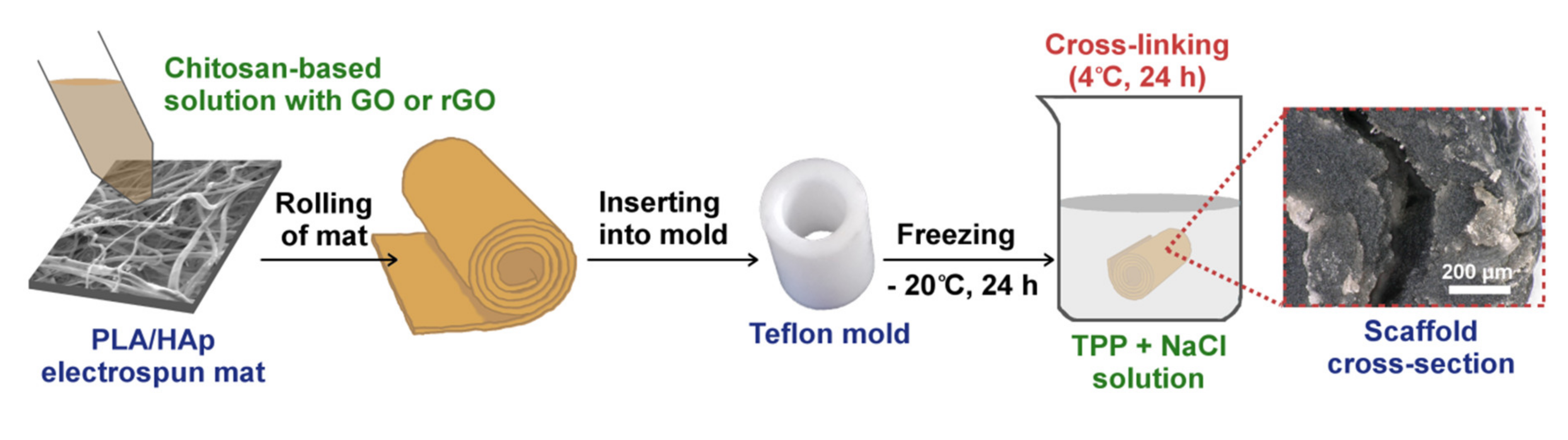 Ijms 21 02330 g003 Ijms 21 02330 g003