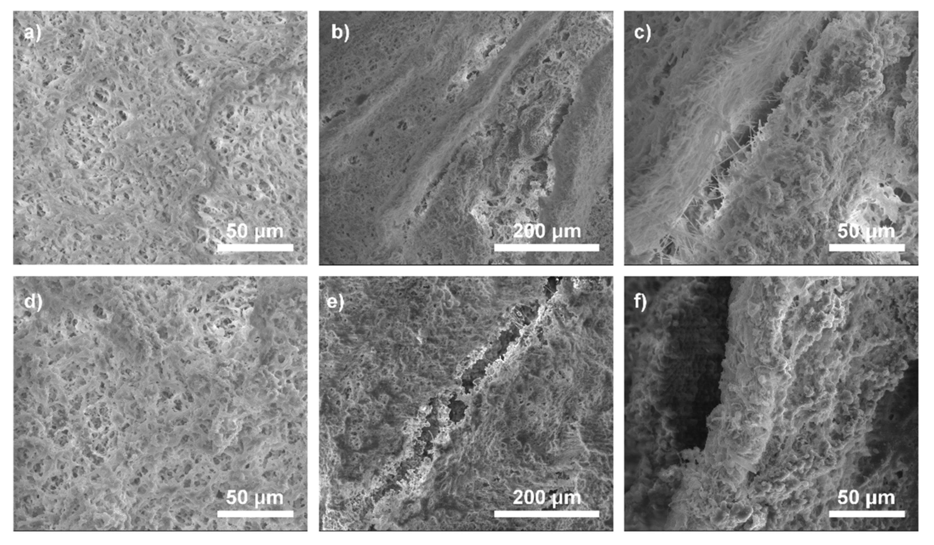 Ijms 21 02330 g006 Ijms 21 02330 g006