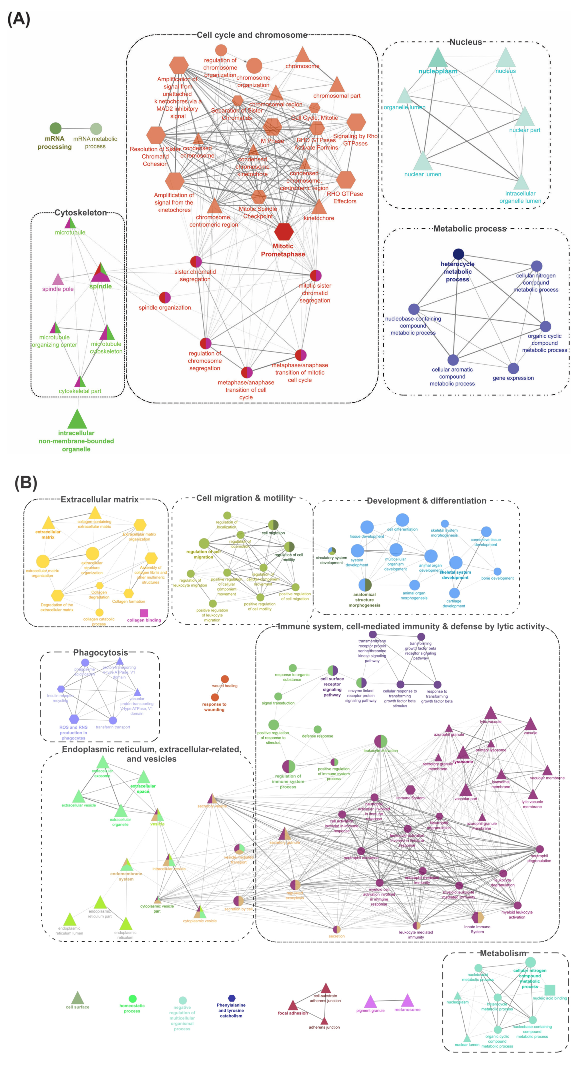 Ijms 21 02417 g004 Ijms 21 02417 g004