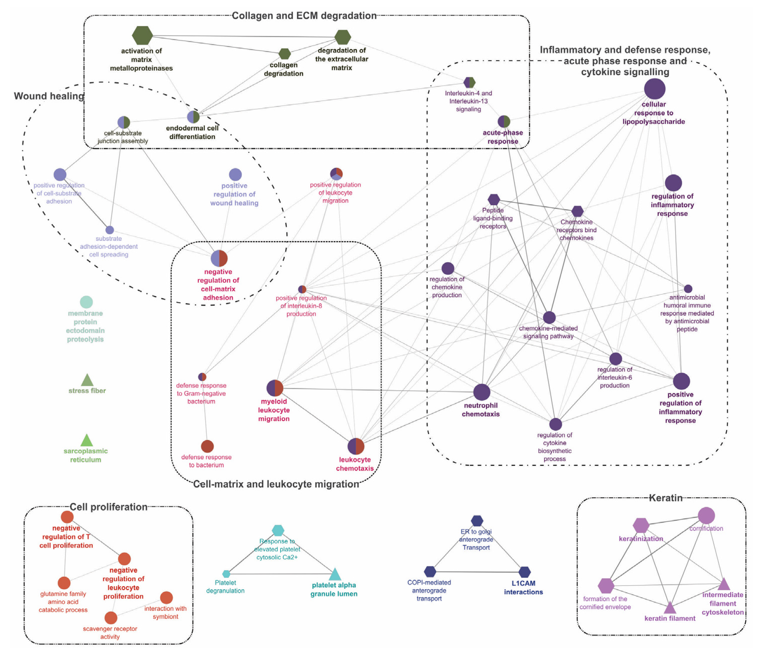 Ijms 21 02417 g005 Ijms 21 02417 g005