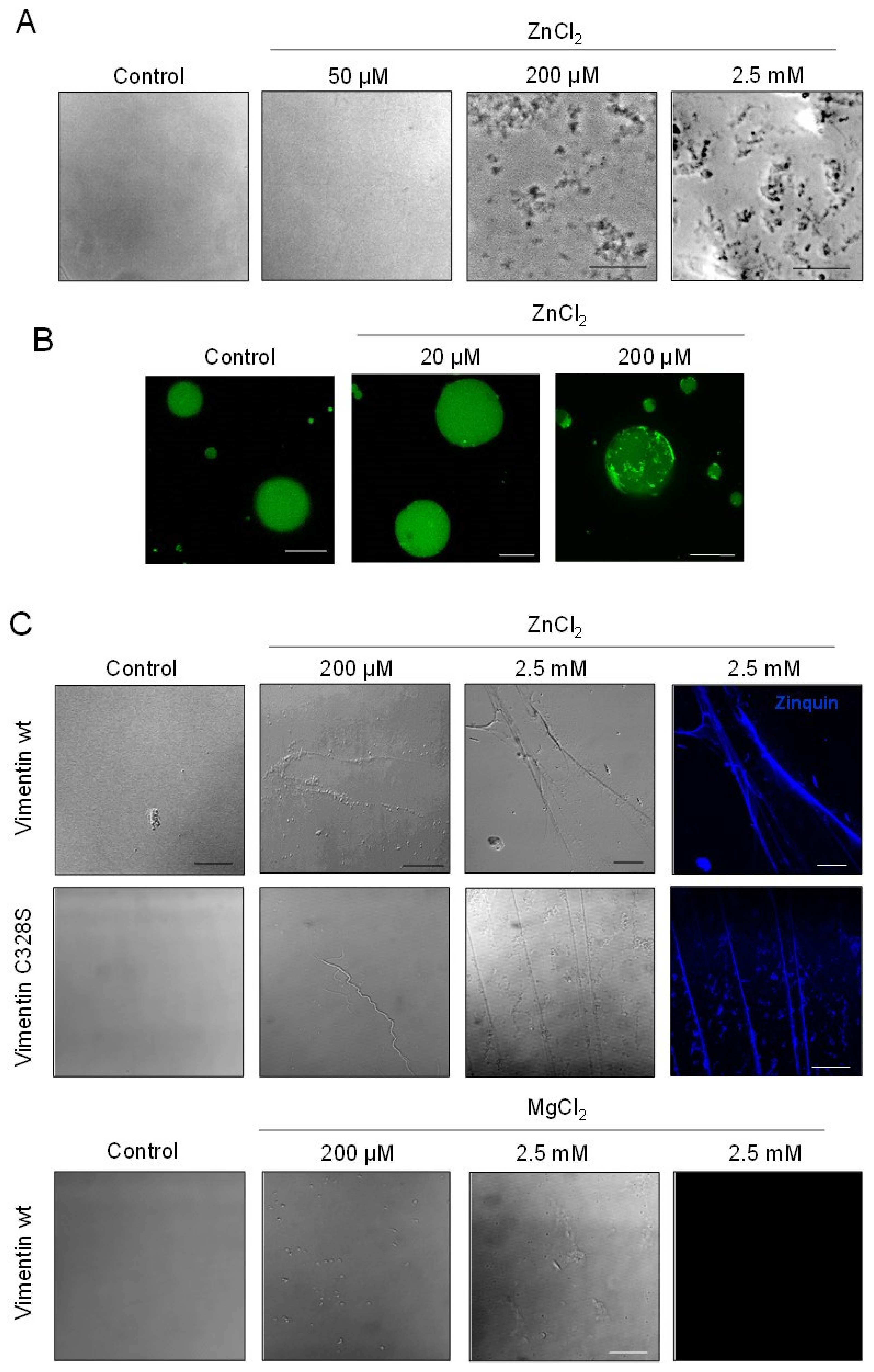 Ijms 21 02426 g004 Ijms 21 02426 g004