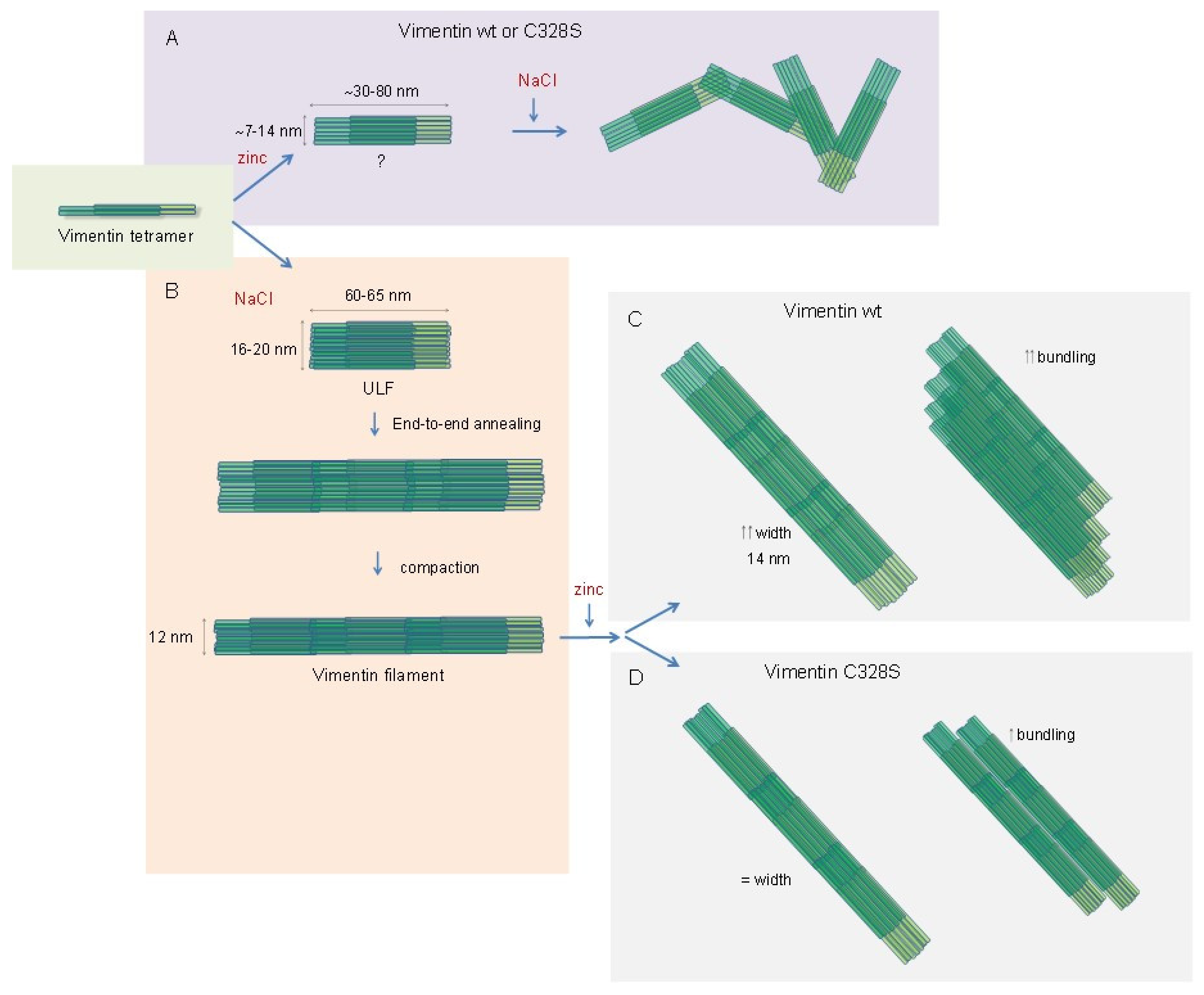 Ijms 21 02426 g007 Ijms 21 02426 g007