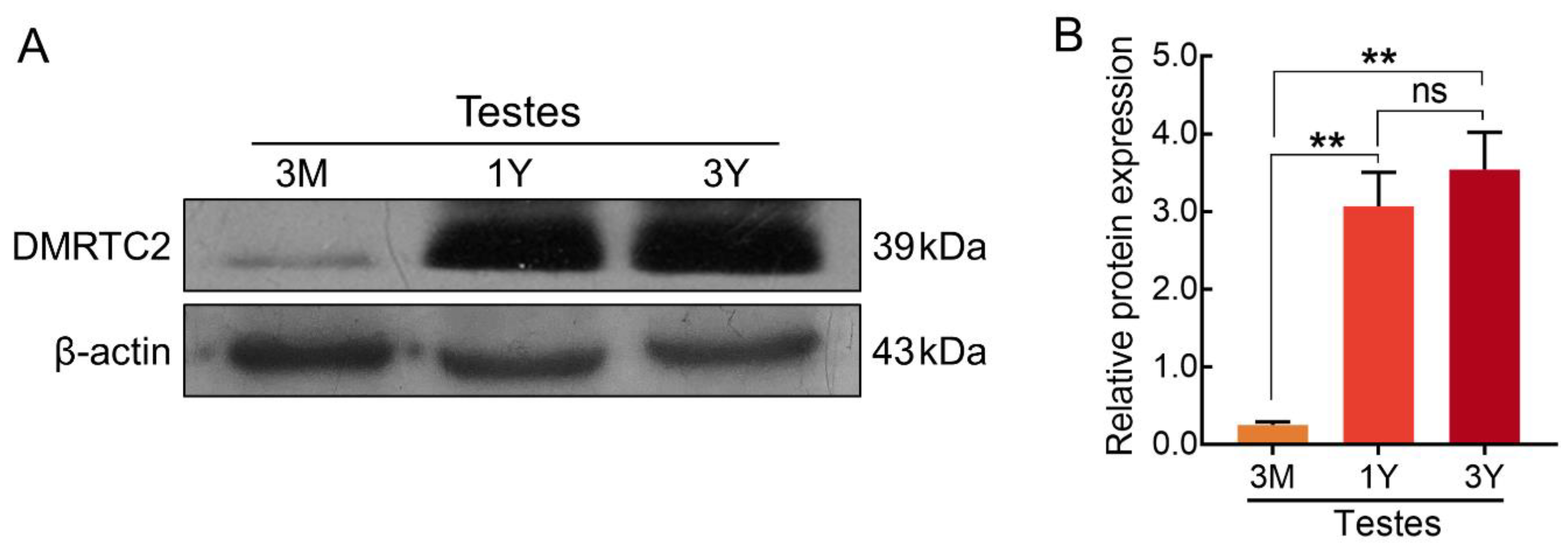 Ijms 21 02448 g006 Ijms 21 02448 g006