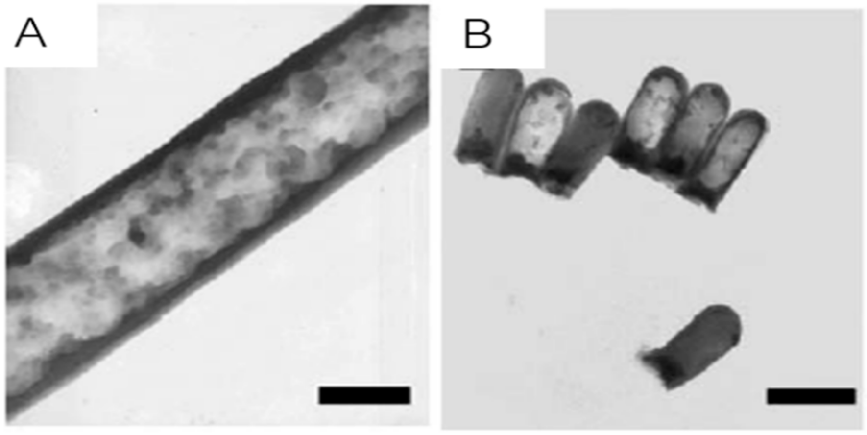 Ijms 21 02455 g006 Ijms 21 02455 g006