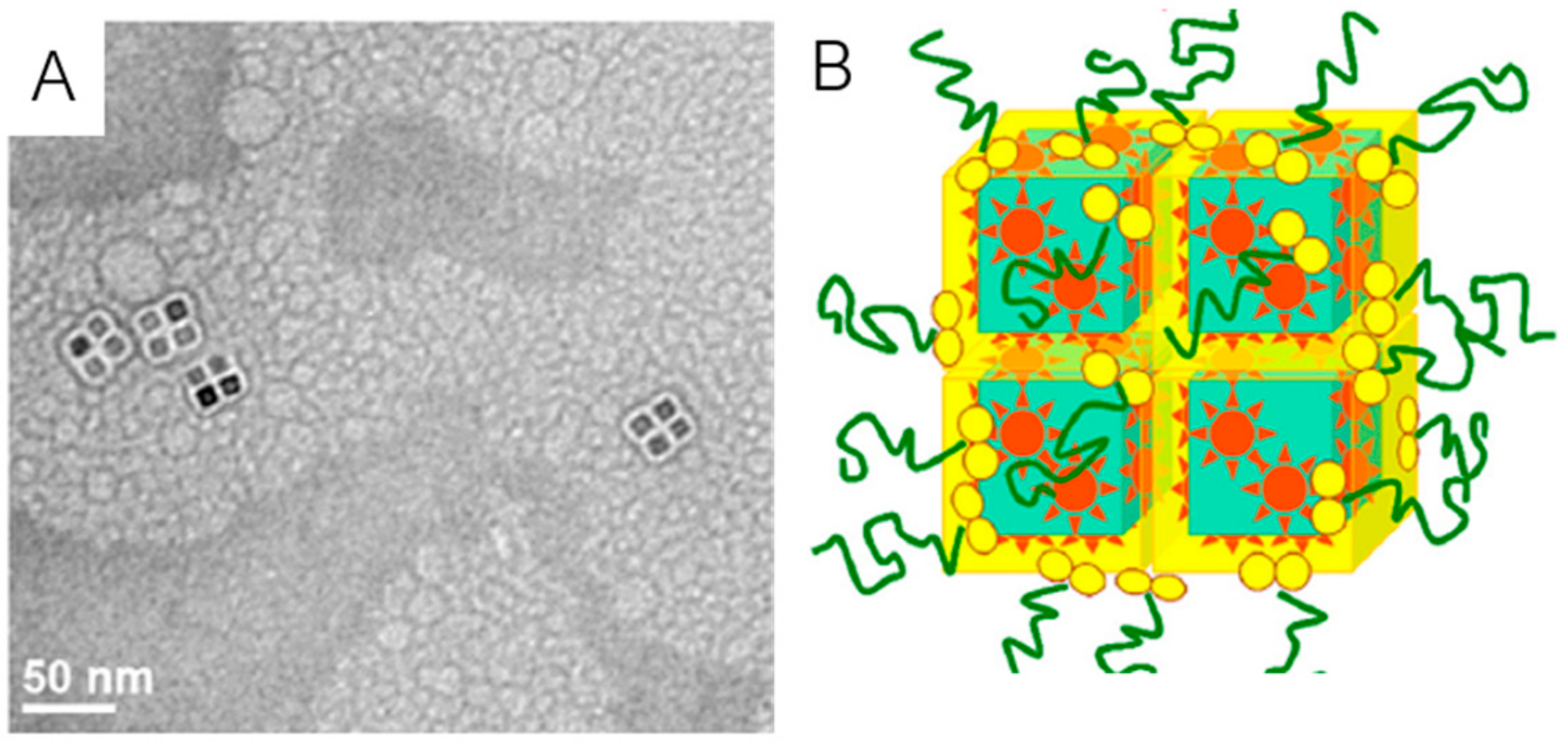 Ijms 21 02455 g008 Ijms 21 02455 g008