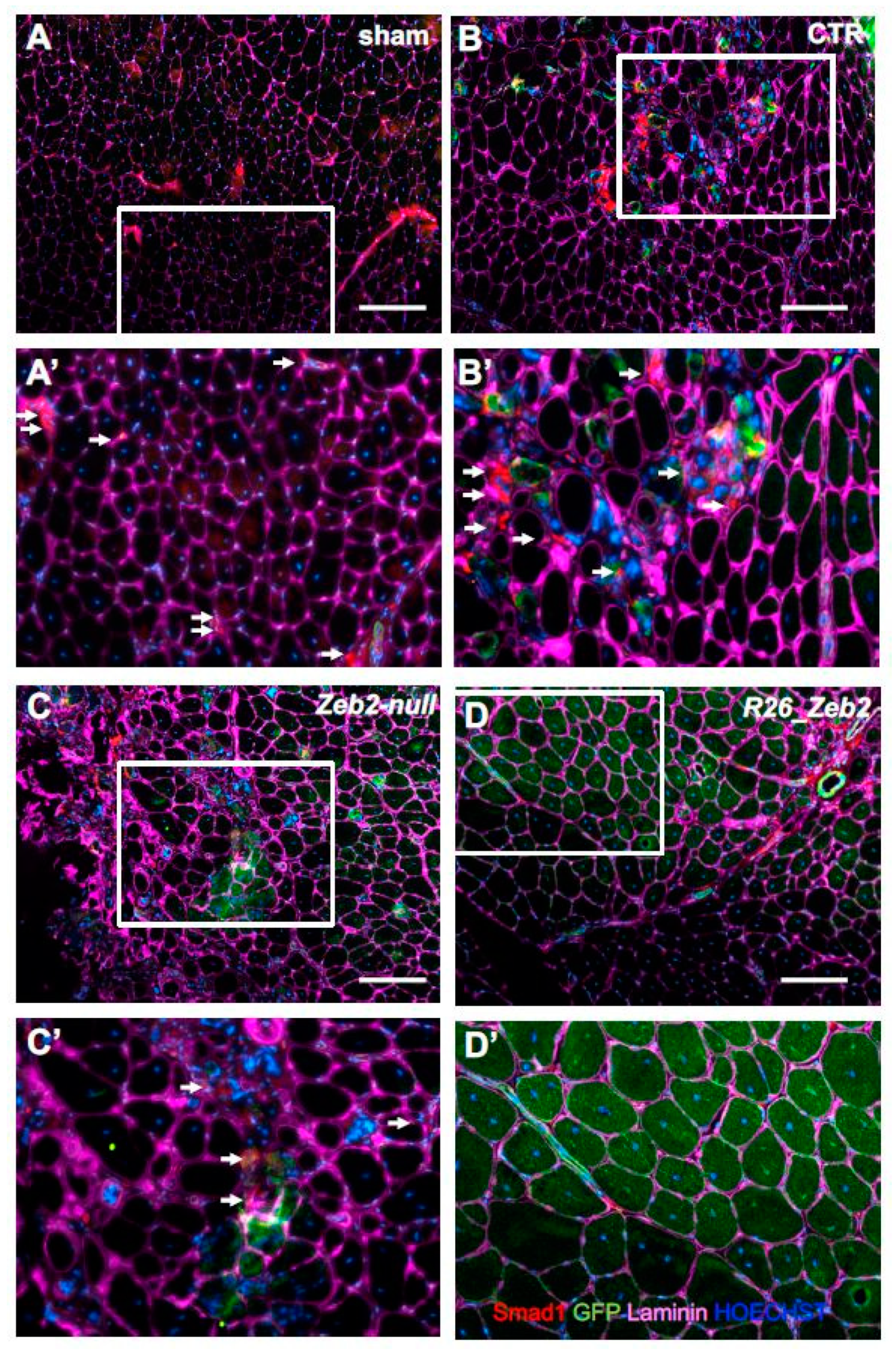 Ijms 21 02525 g005 Ijms 21 02525 g005