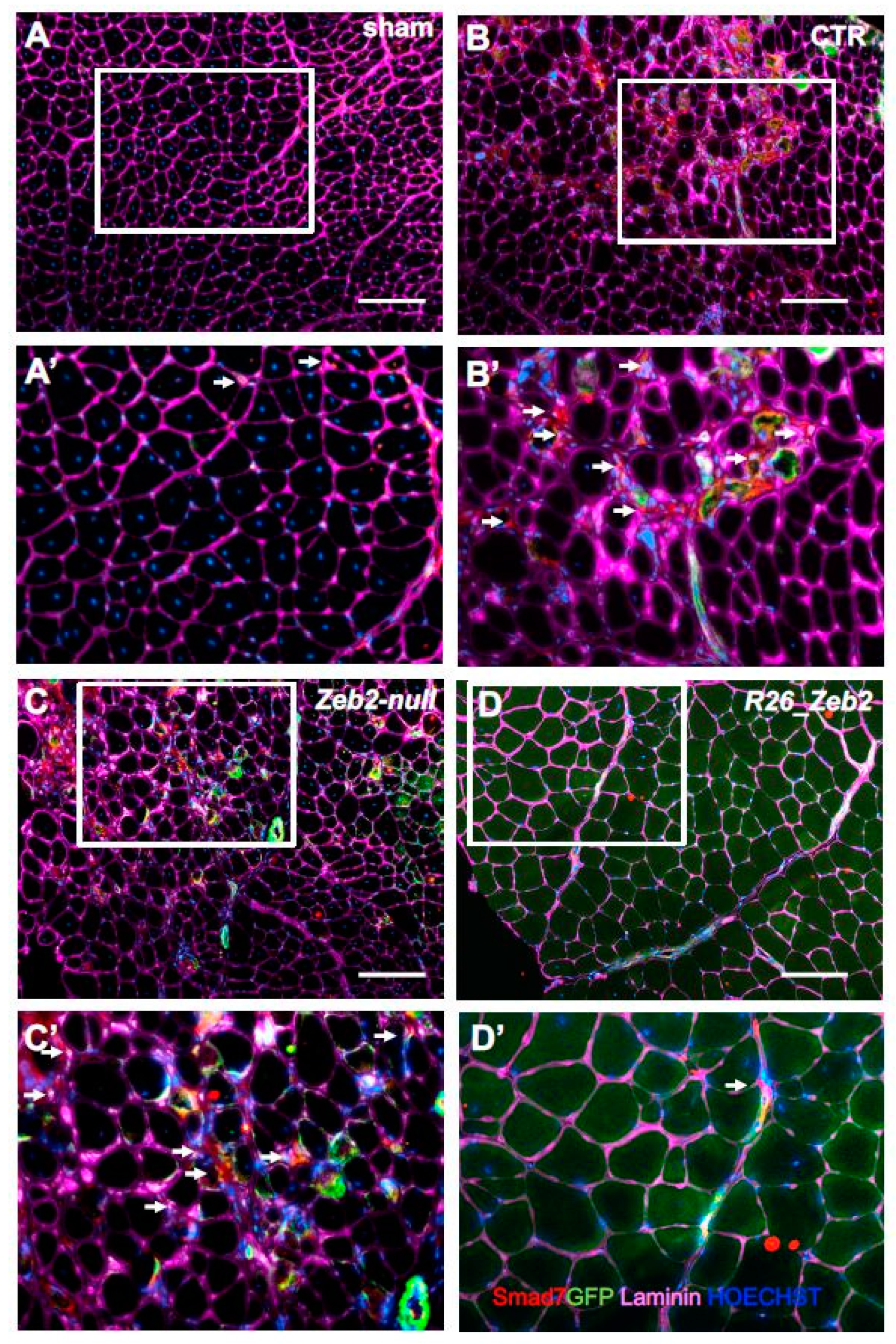 Ijms 21 02525 g006 Ijms 21 02525 g006