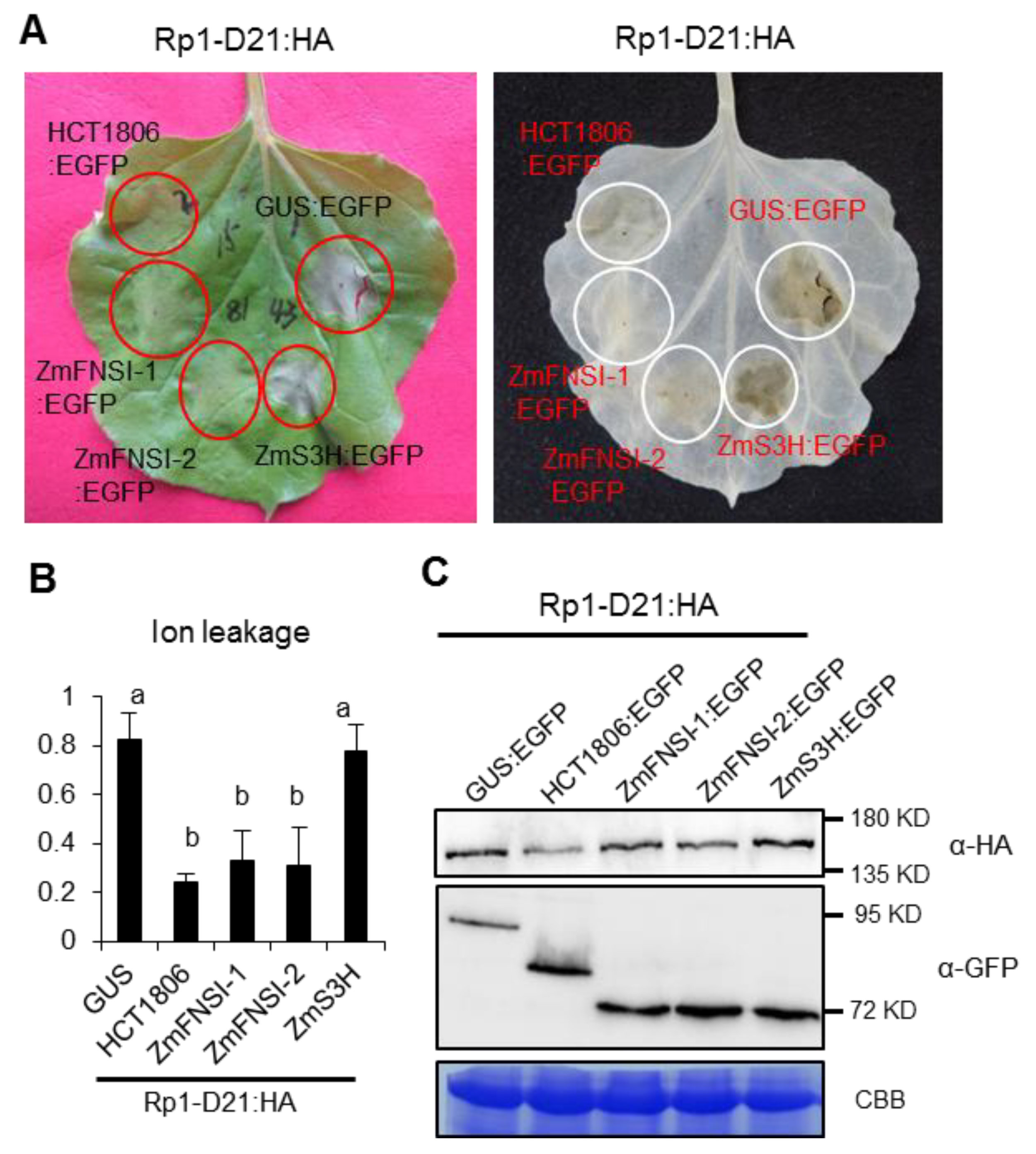 Ijms 21 02529 g003 Ijms 21 02529 g003