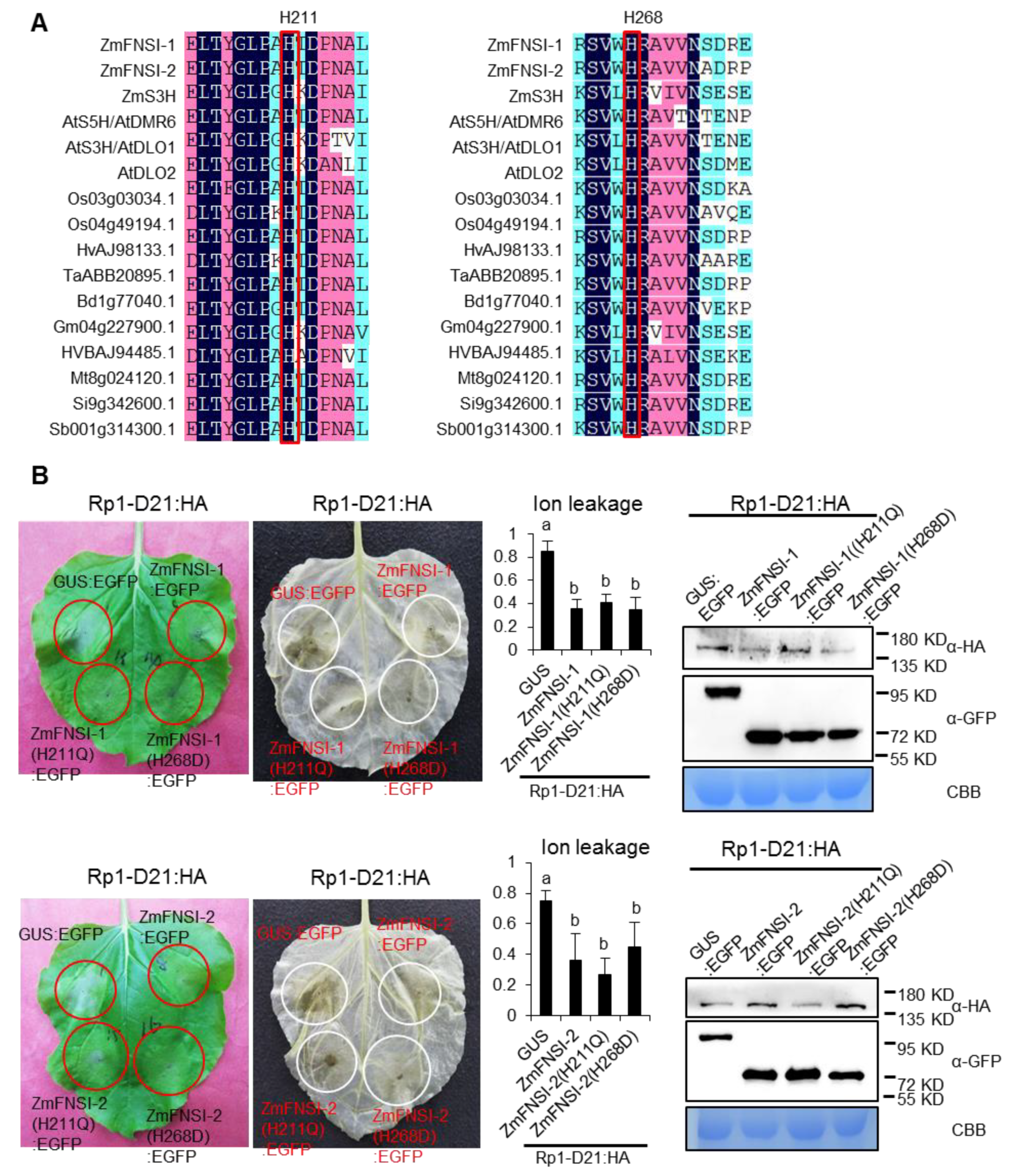 Ijms 21 02529 g004 Ijms 21 02529 g004