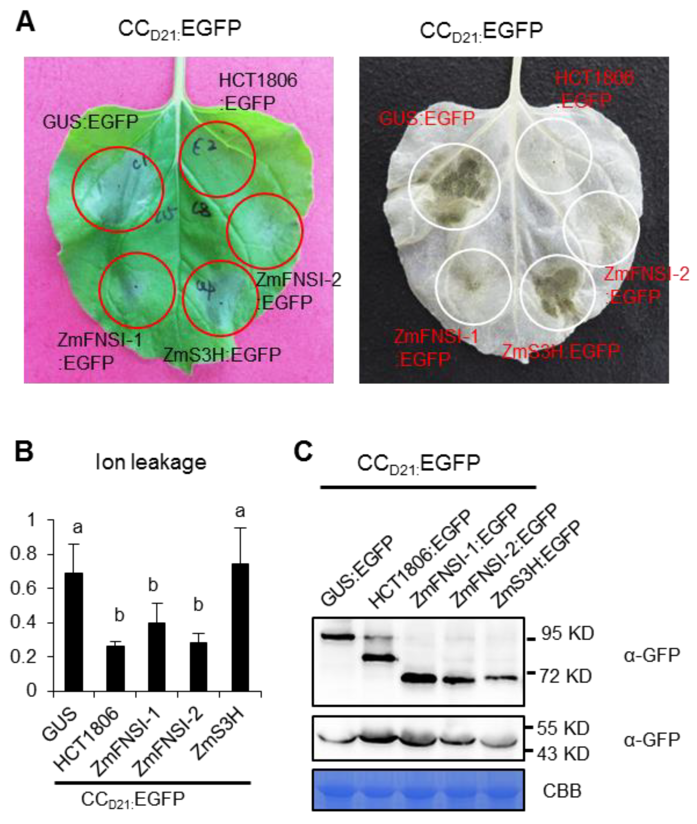 Ijms 21 02529 g005 Ijms 21 02529 g005