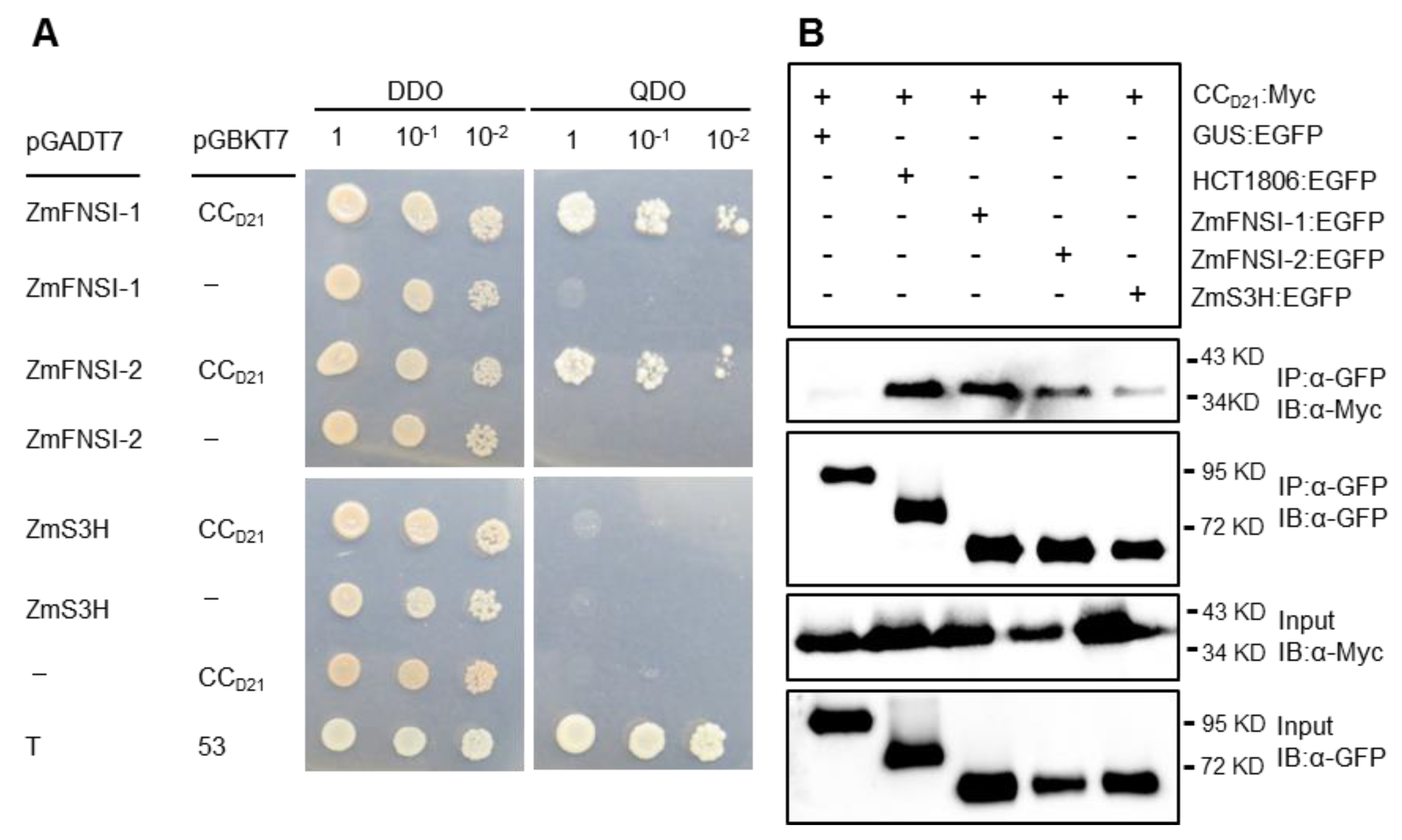 Ijms 21 02529 g006 Ijms 21 02529 g006