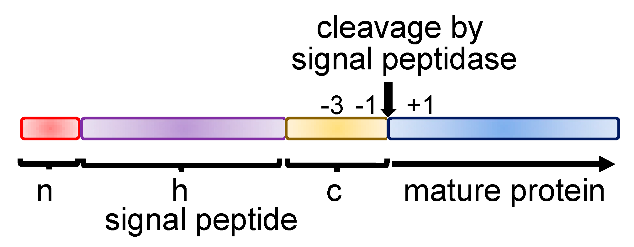 Ijms 21 02538 g001 Ijms 21 02538 g001