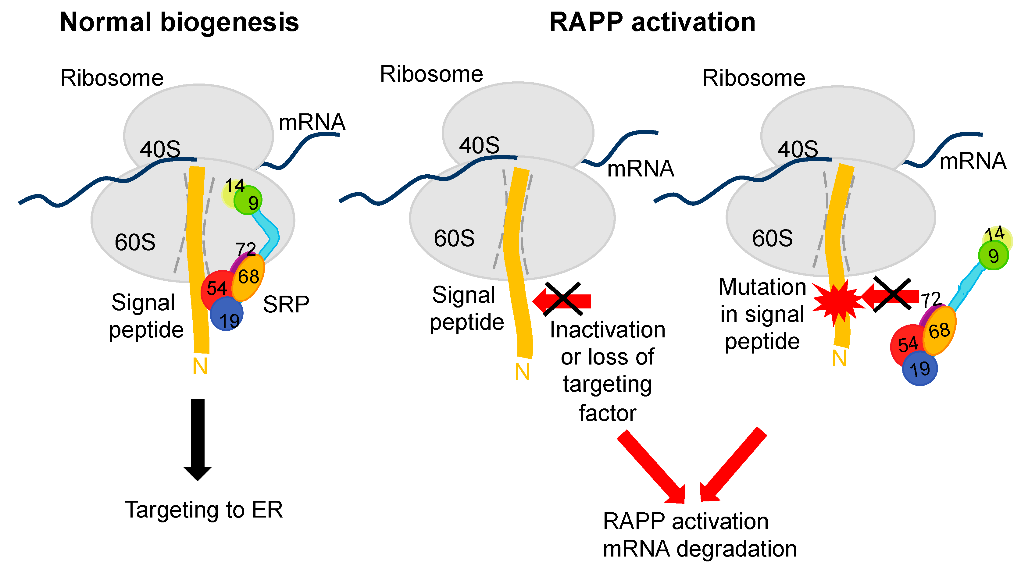 Ijms 21 02538 g003 Ijms 21 02538 g003