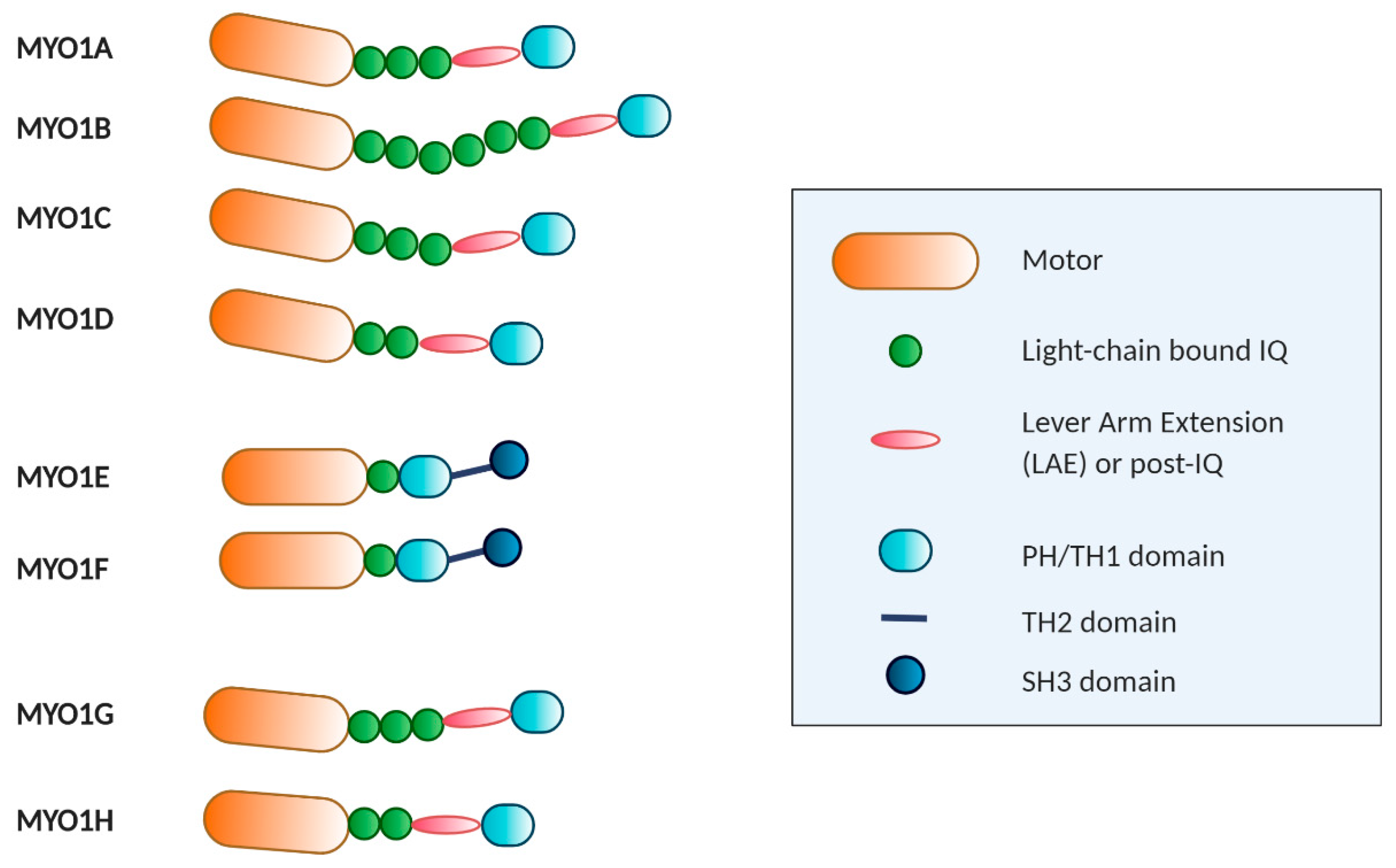 Ijms 21 02555 g001 Ijms 21 02555 g001