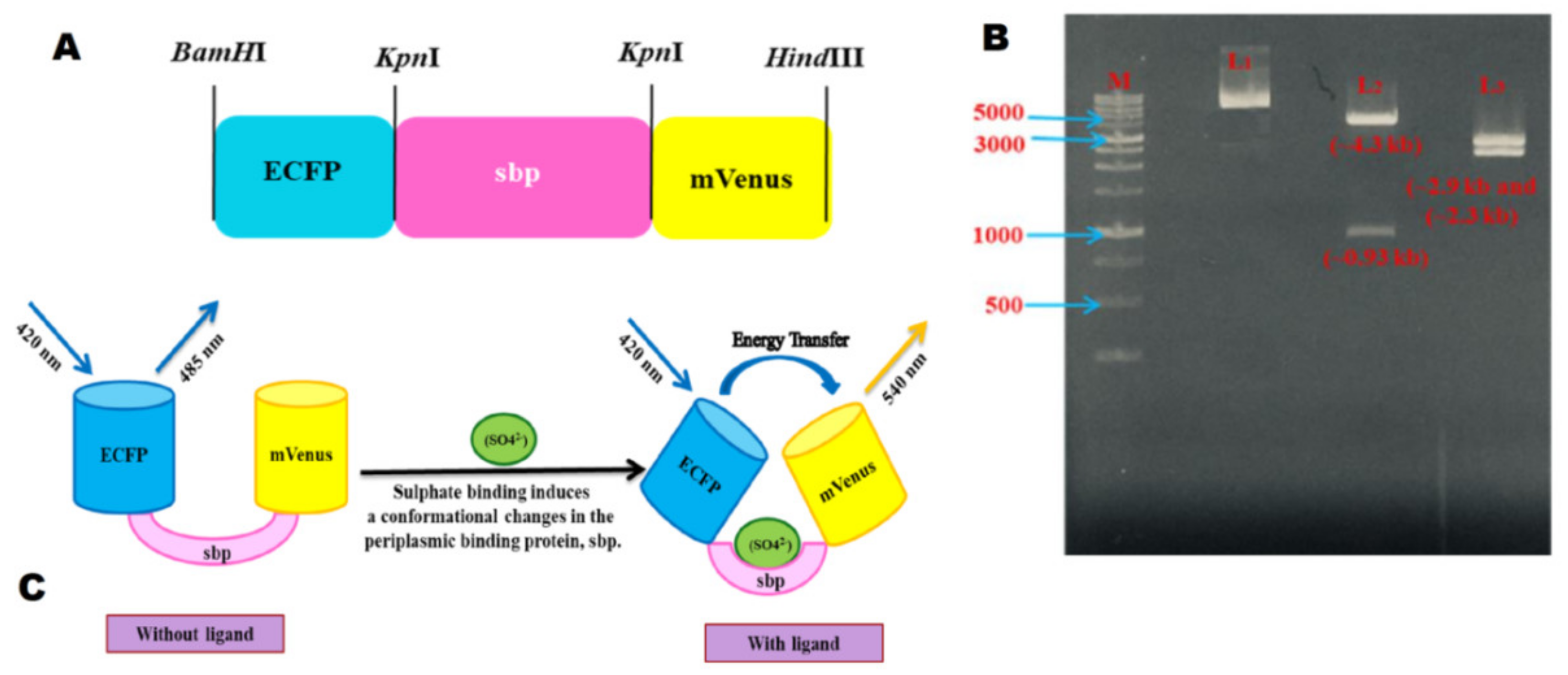 Ijms 21 02572 g002 Ijms 21 02572 g002