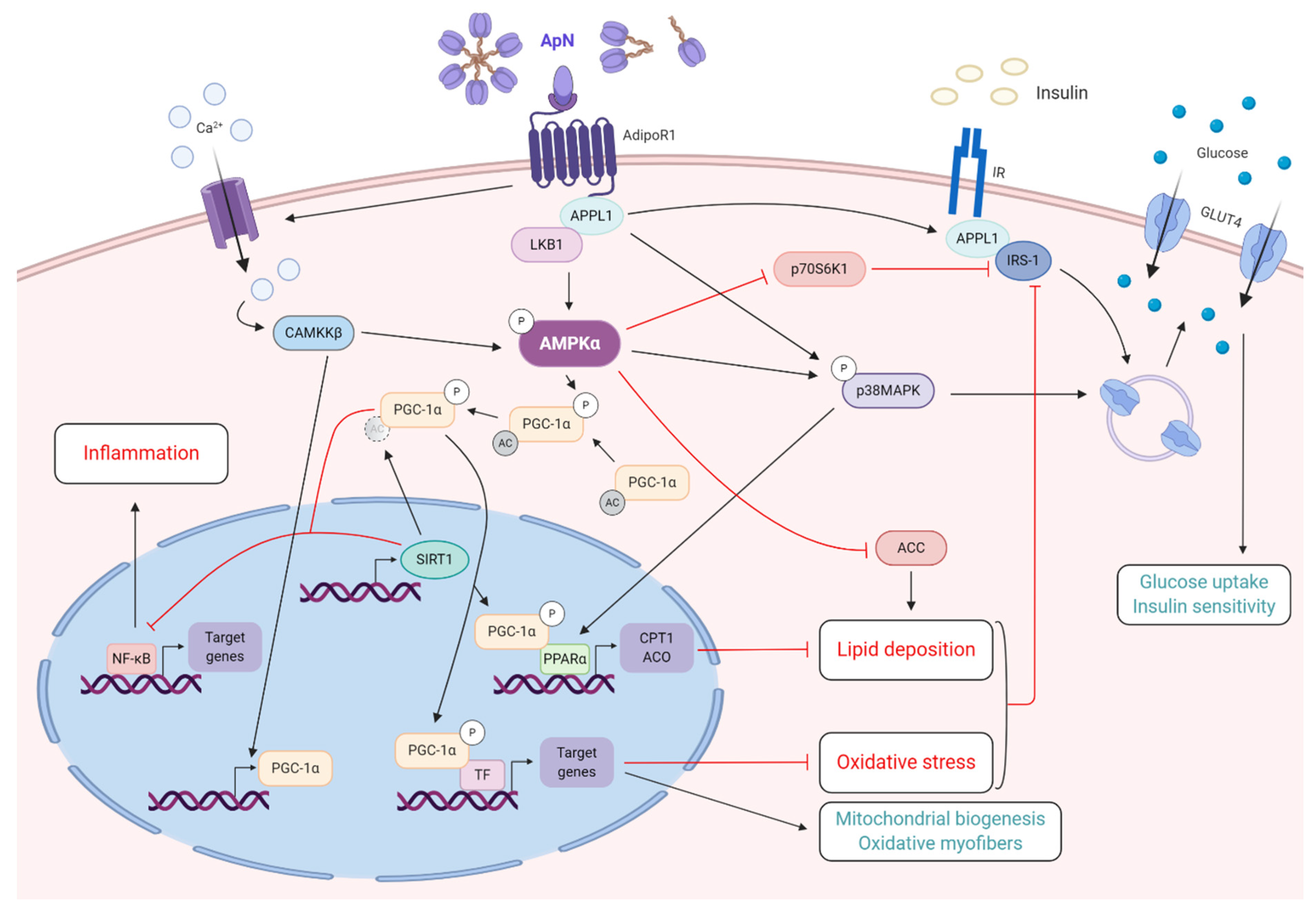 Ijms 21 02620 g002 Ijms 21 02620 g002