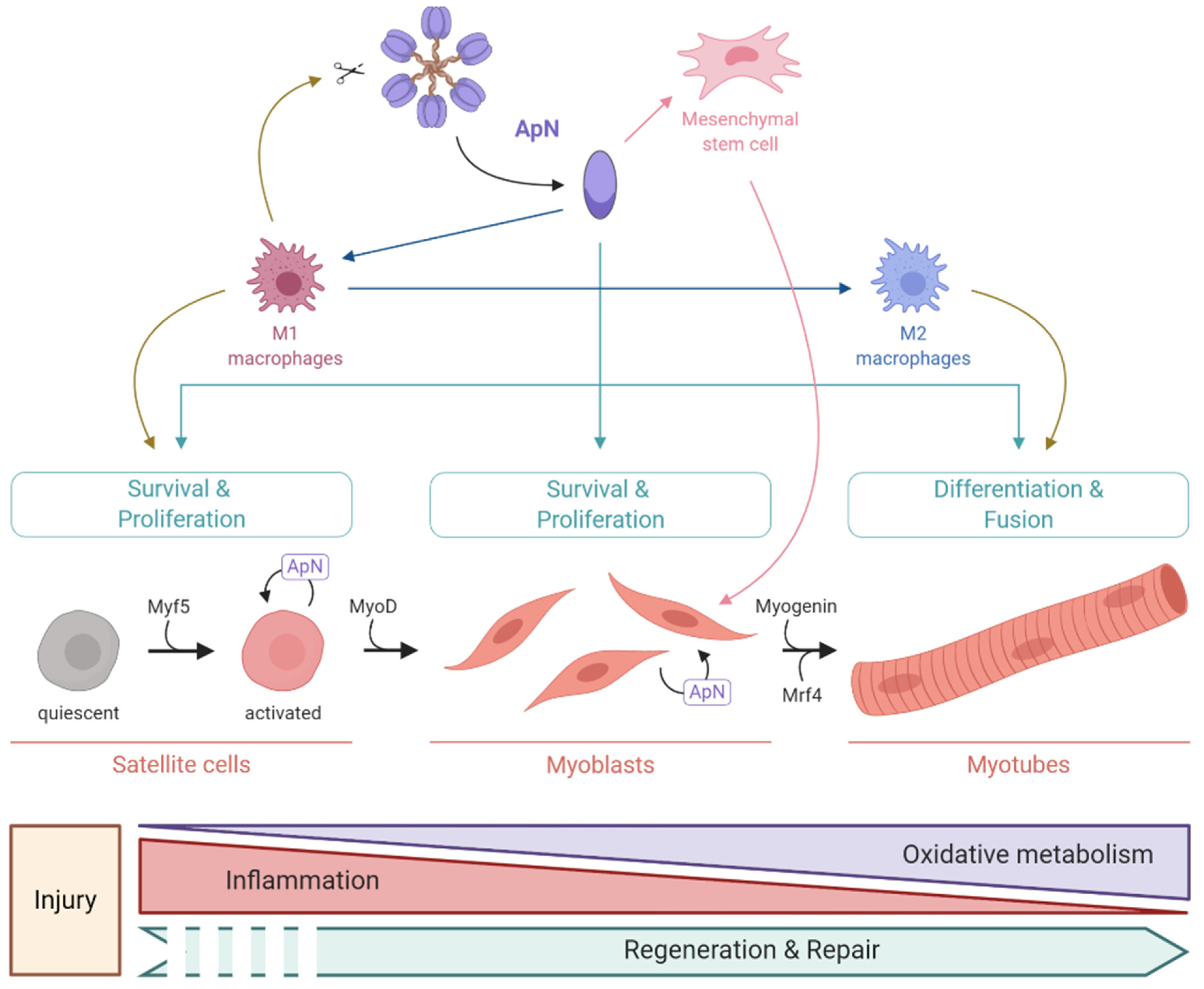 Ijms 21 02620 g003 Ijms 21 02620 g003