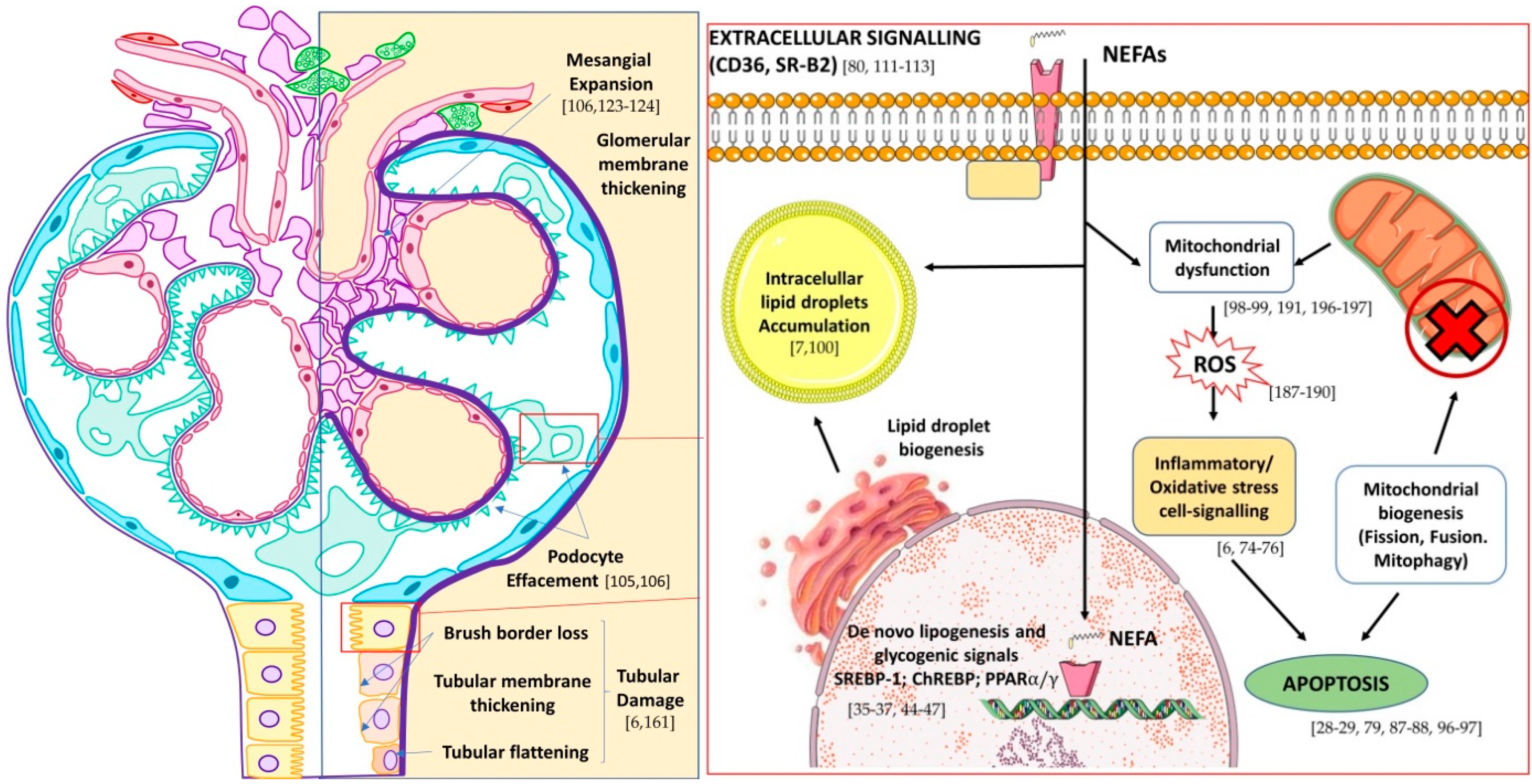 Ijms 21 02632 g002 Ijms 21 02632 g002