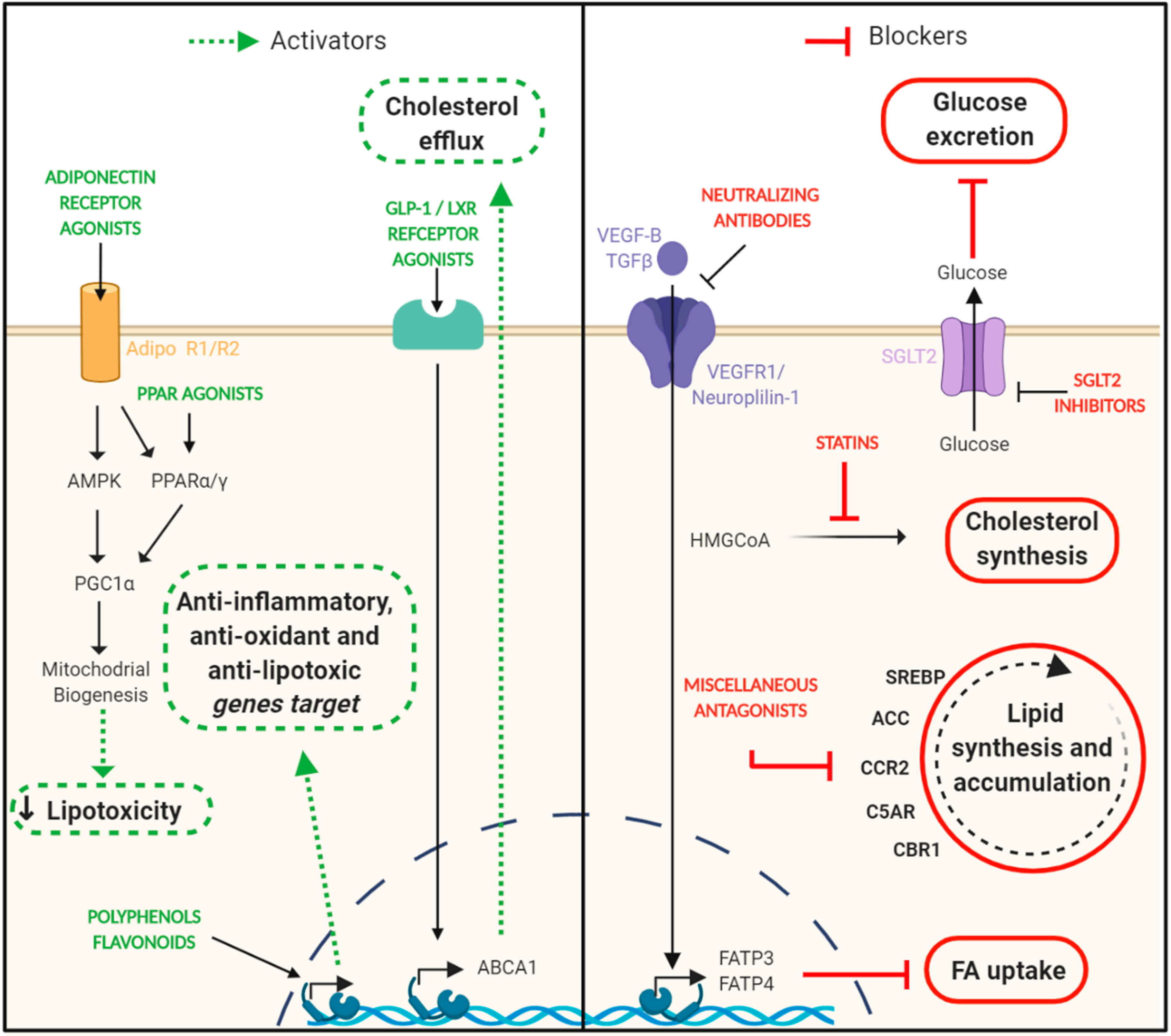 Ijms 21 02632 g003 Ijms 21 02632 g003