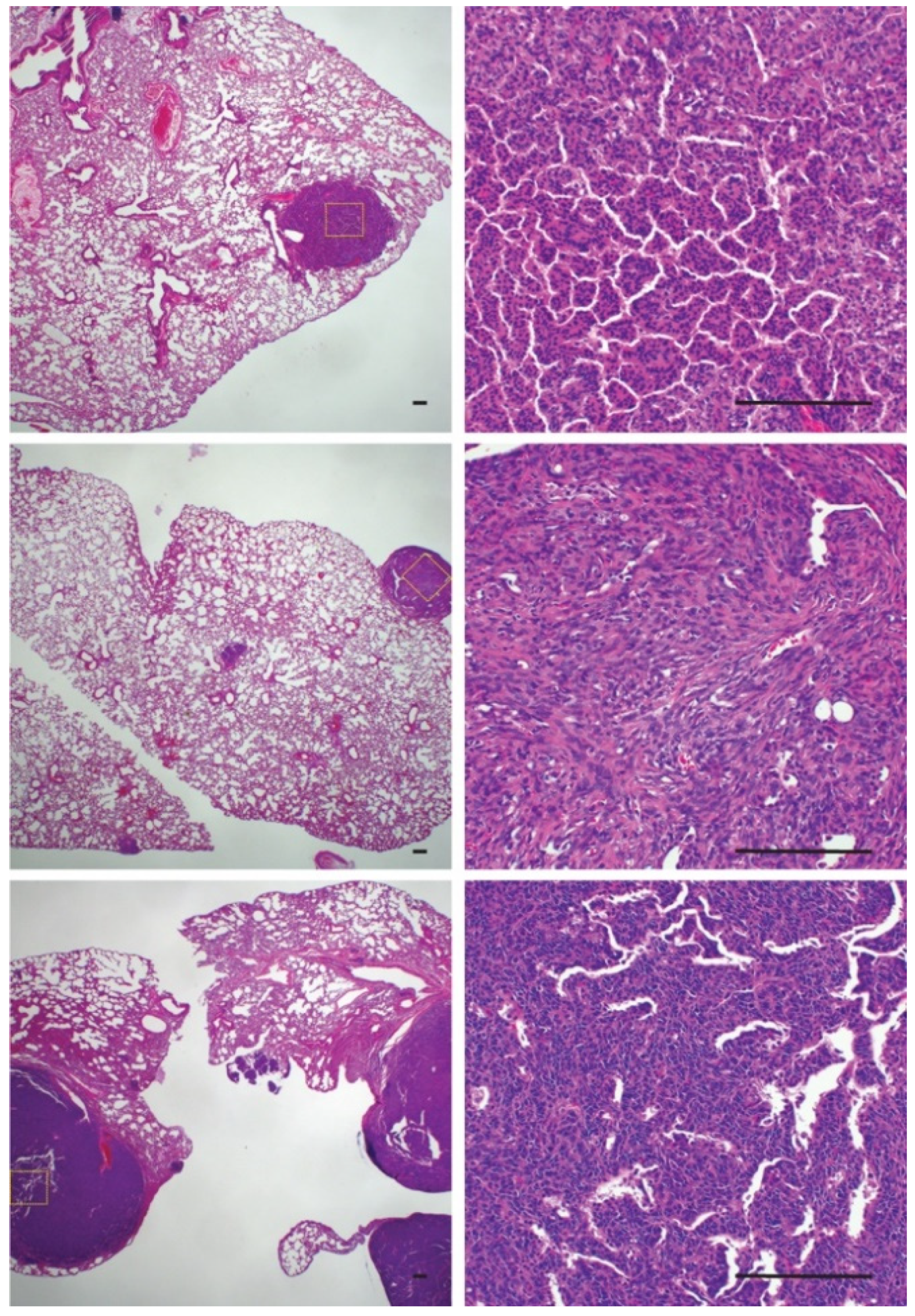 Ijms 21 02636 g006 Ijms 21 02636 g006