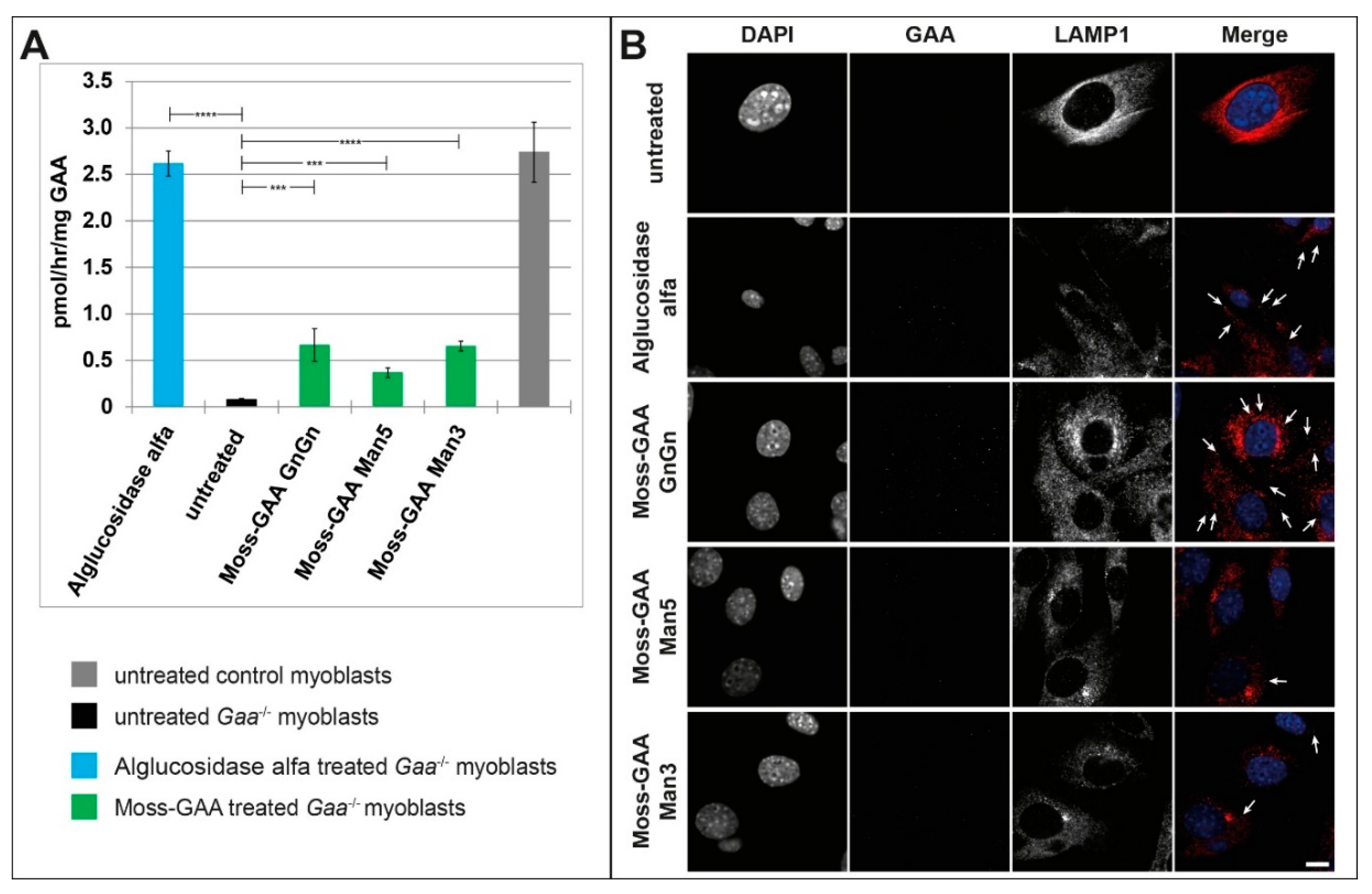 Ijms 21 02642 g002 Ijms 21 02642 g002