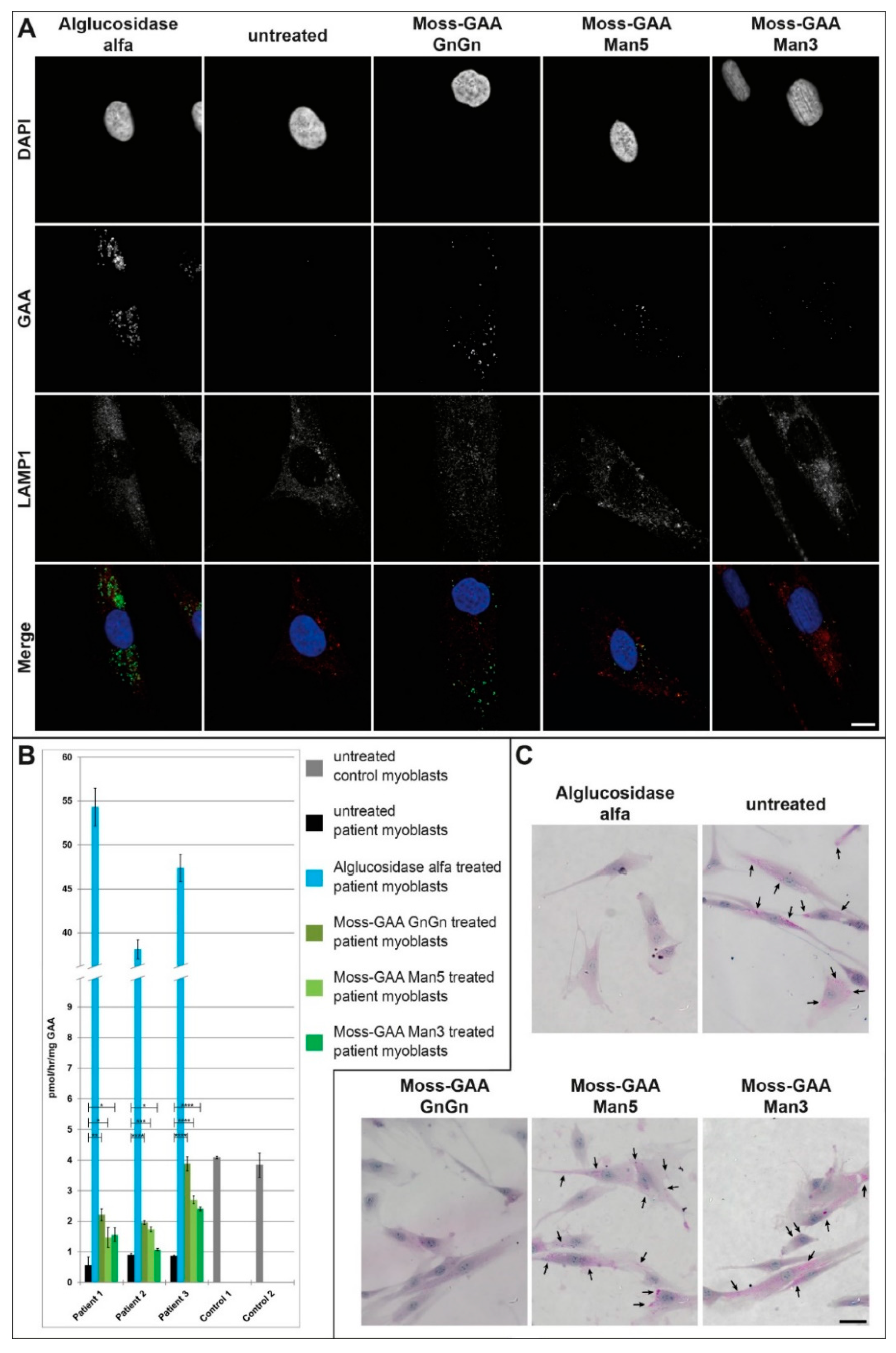Ijms 21 02642 g004 Ijms 21 02642 g004