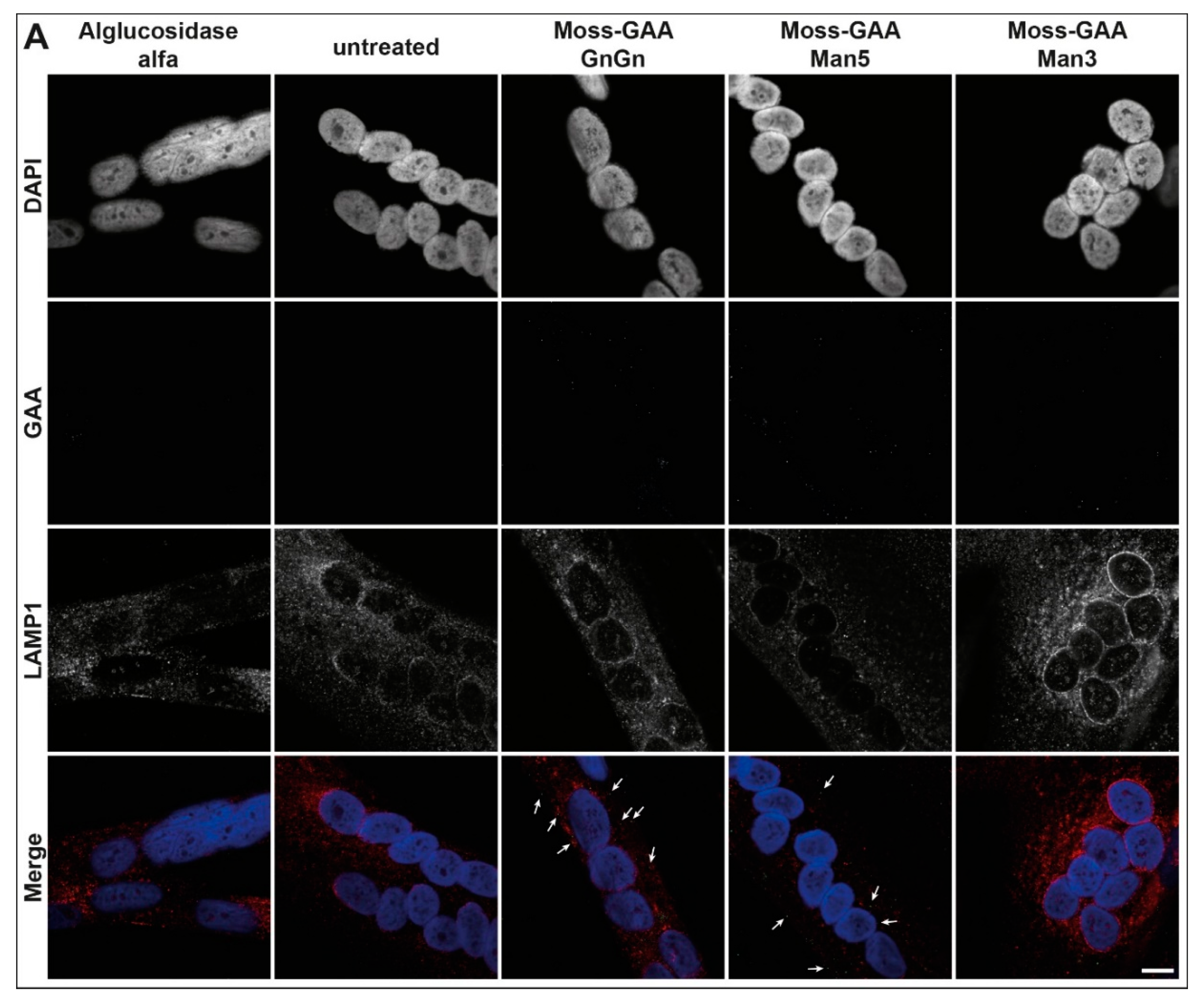 Ijms 21 02642 g005a Ijms 21 02642 g005a