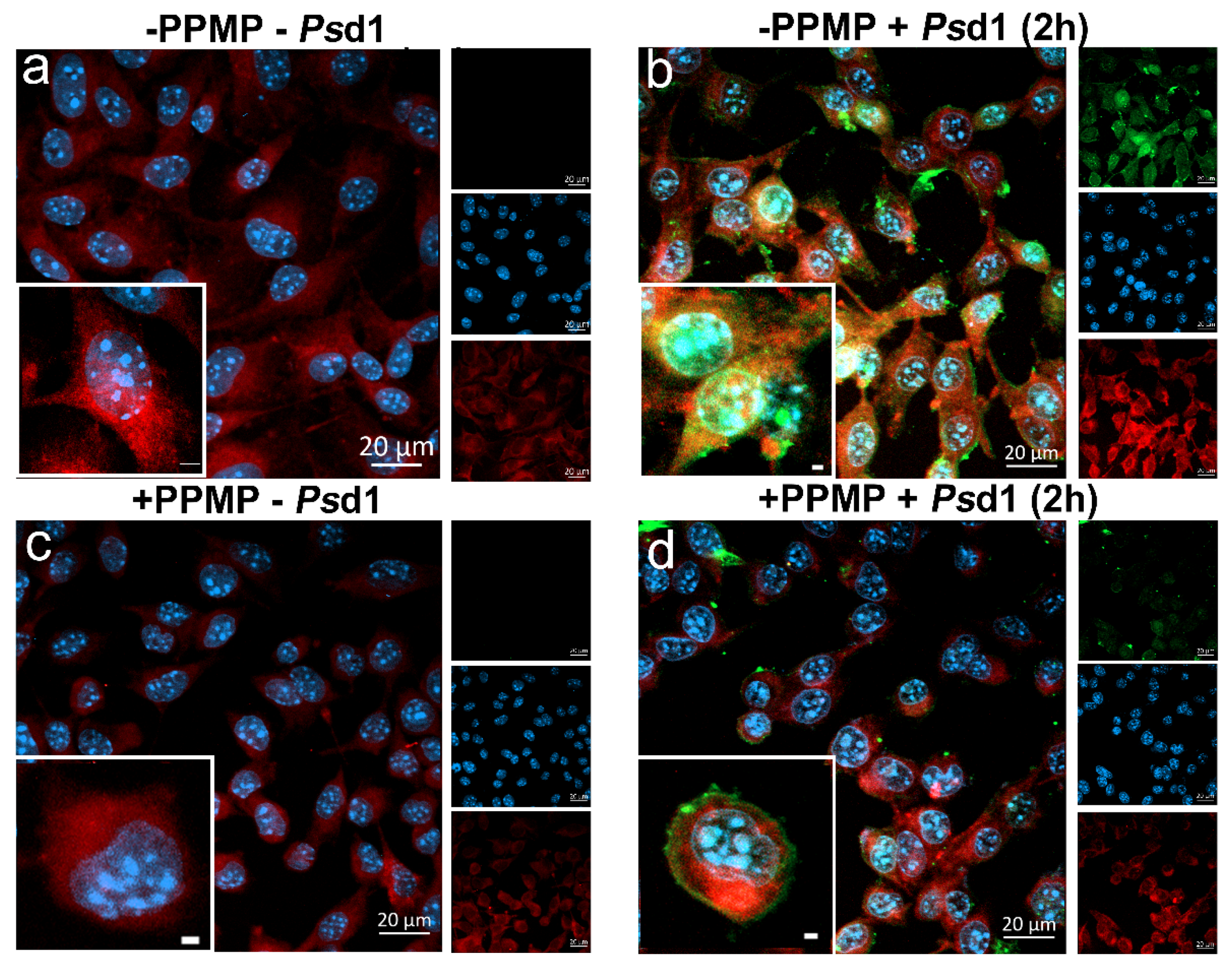 Ijms 21 02662 g004 Ijms 21 02662 g004