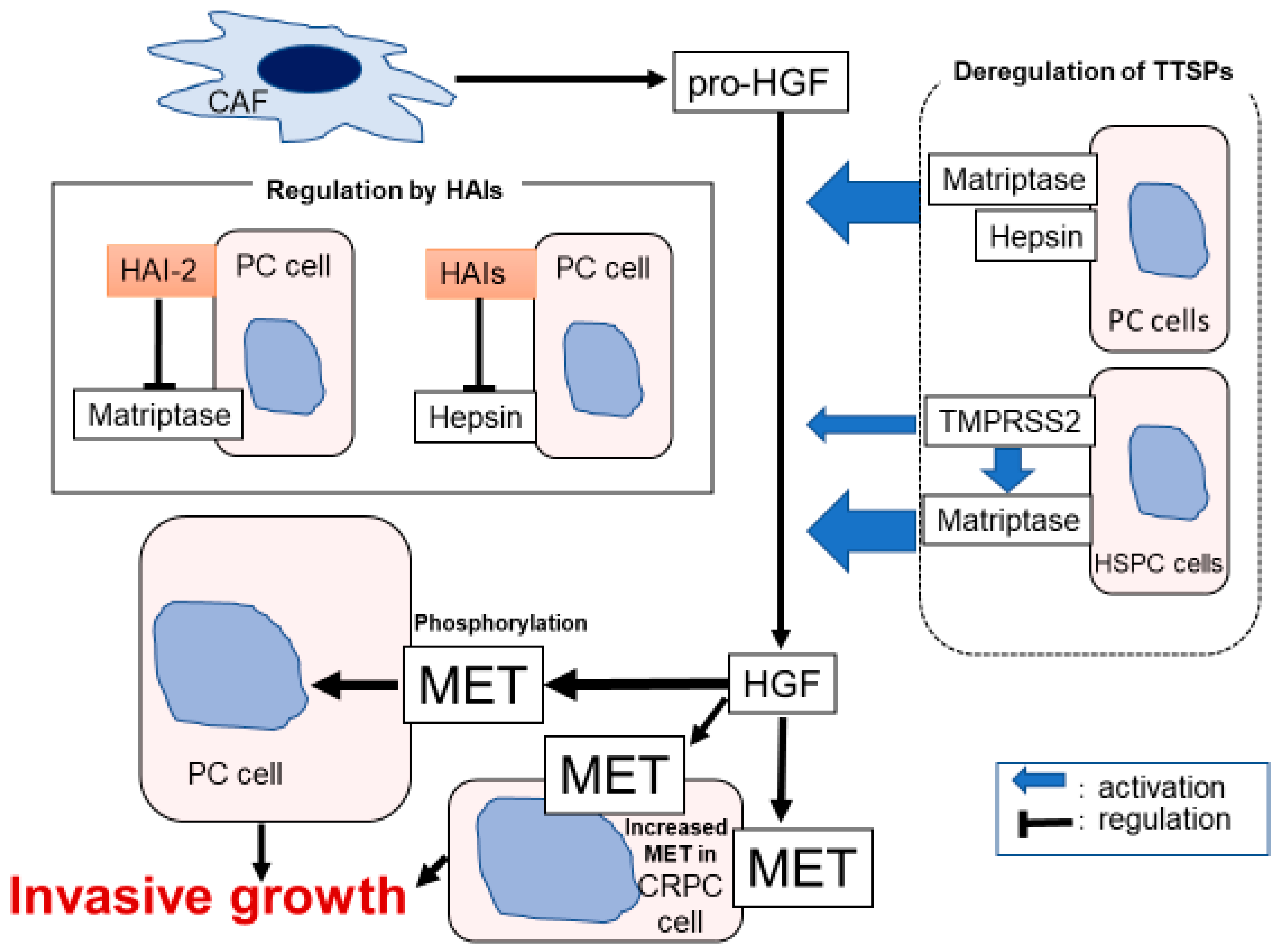 Ijms 21 02663 g004 Ijms 21 02663 g004